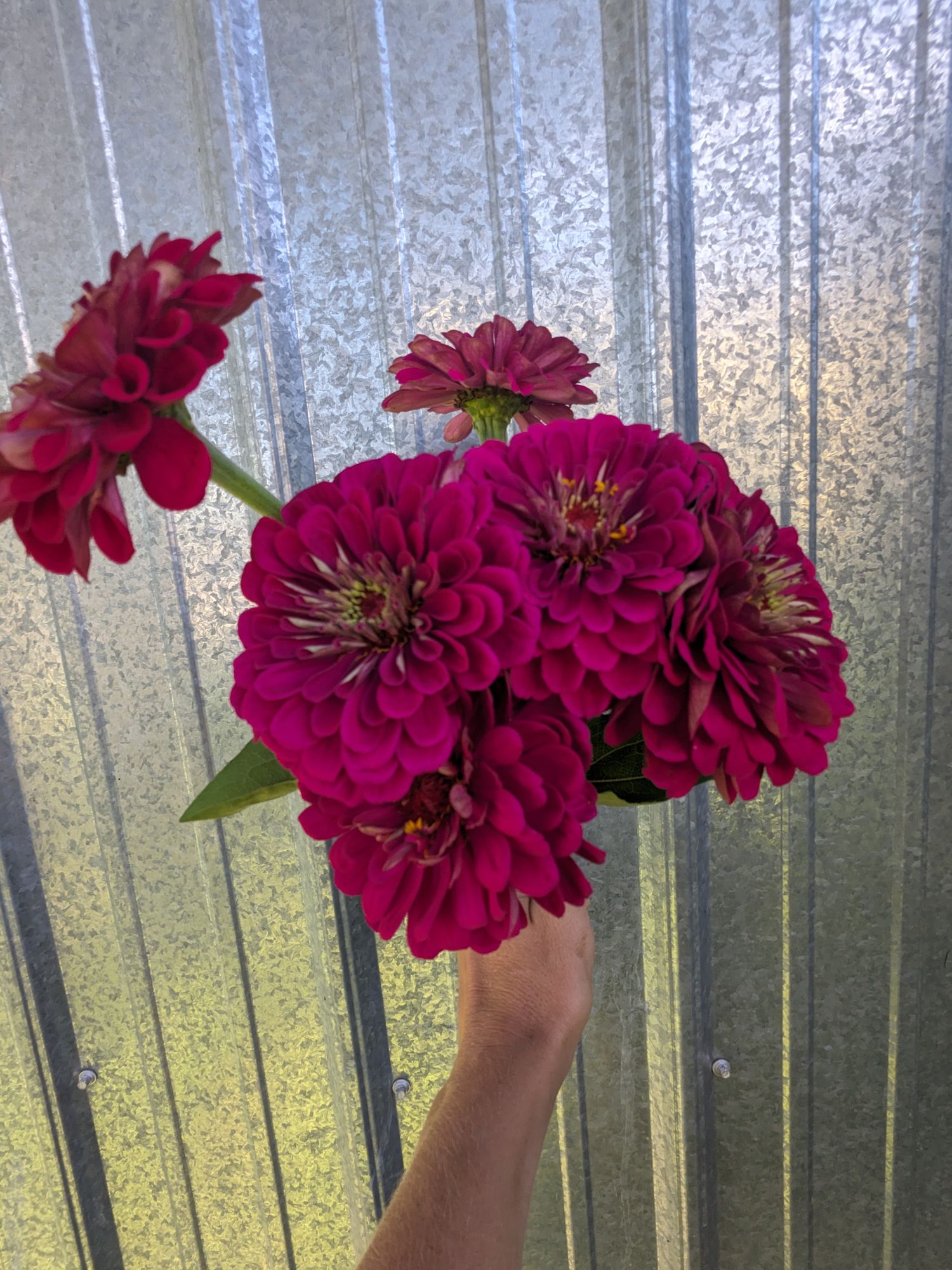 ZINNIA elegans Benarys Giant Wine