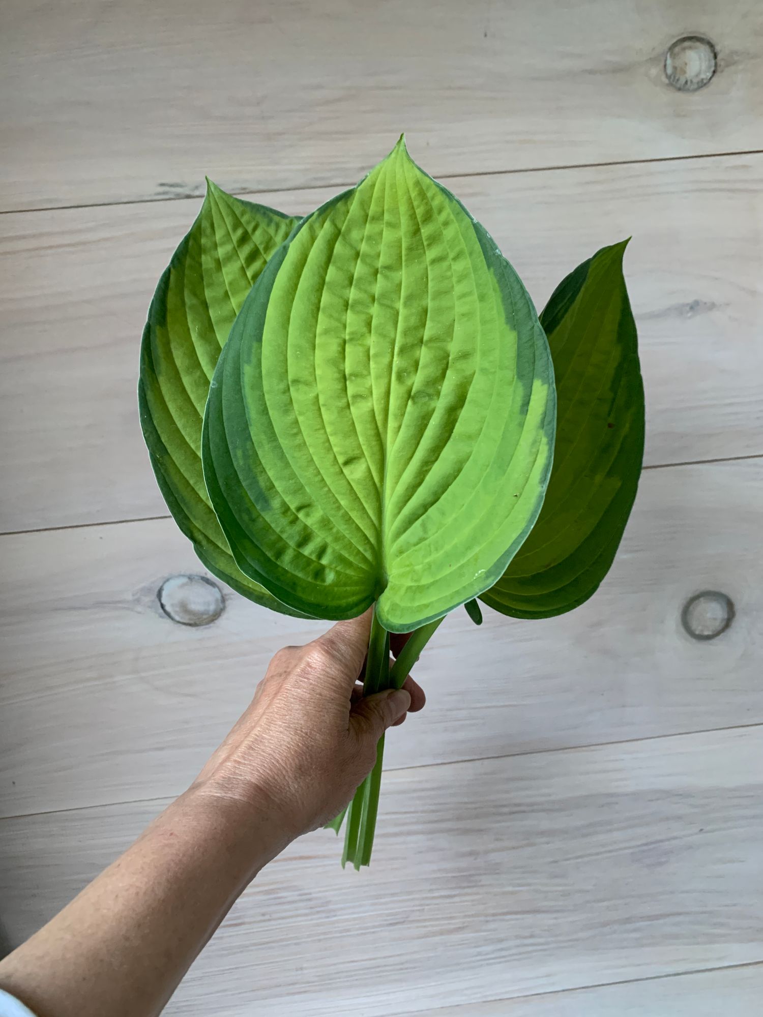 HOSTA elata