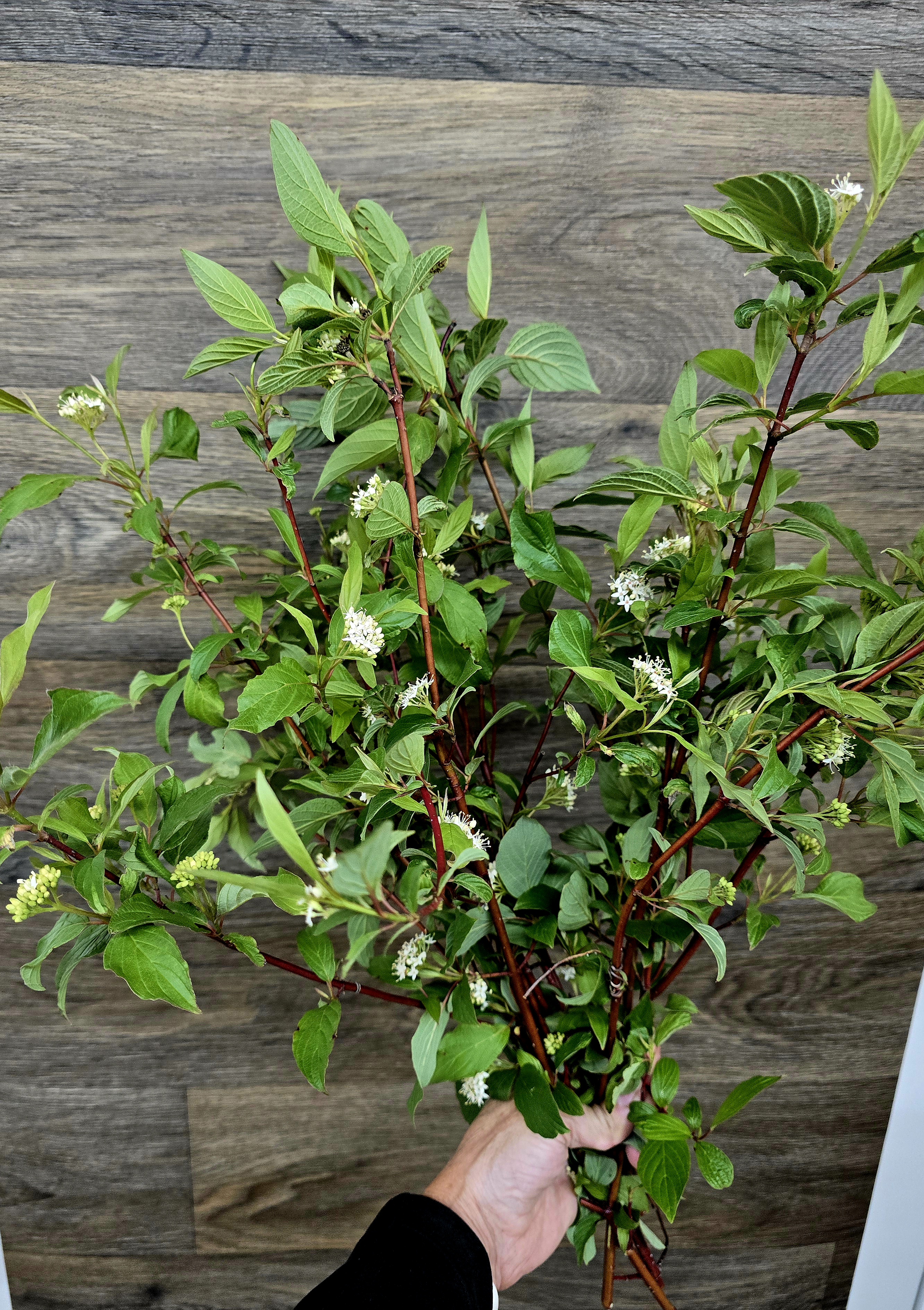 CORNUS alba Sibirica
