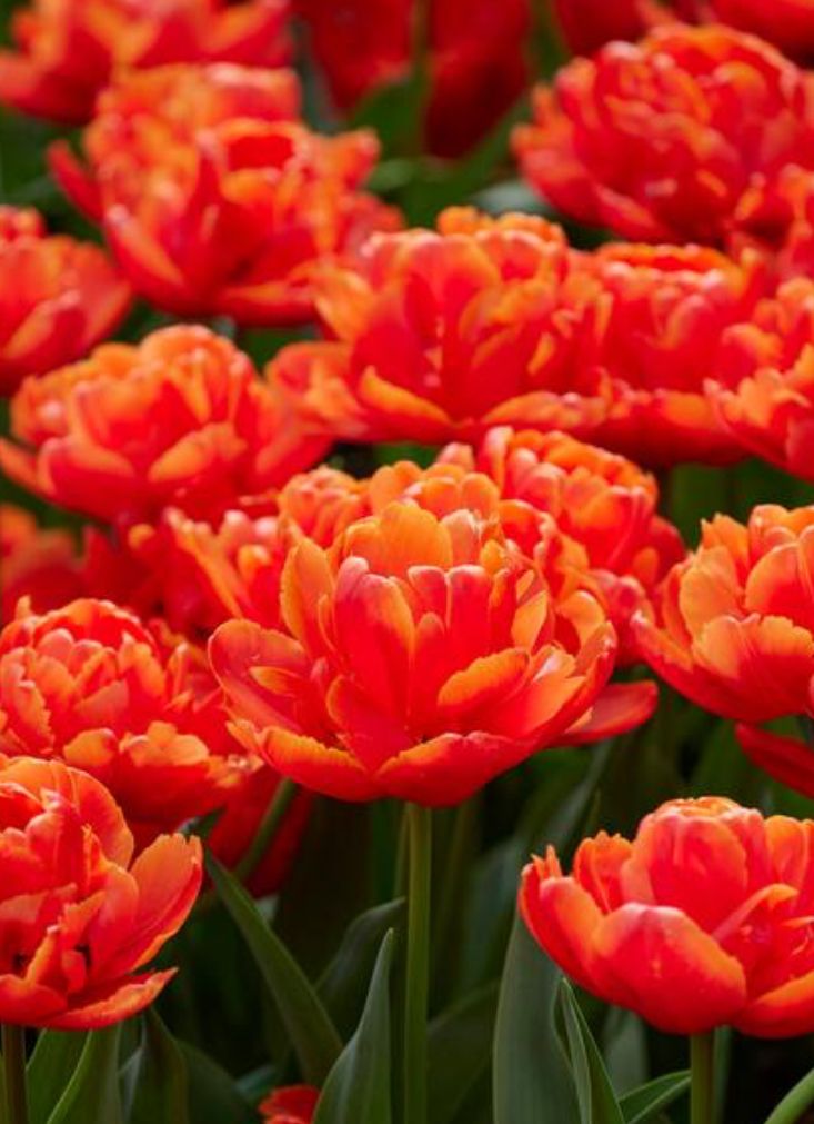 TULIPA Icoon