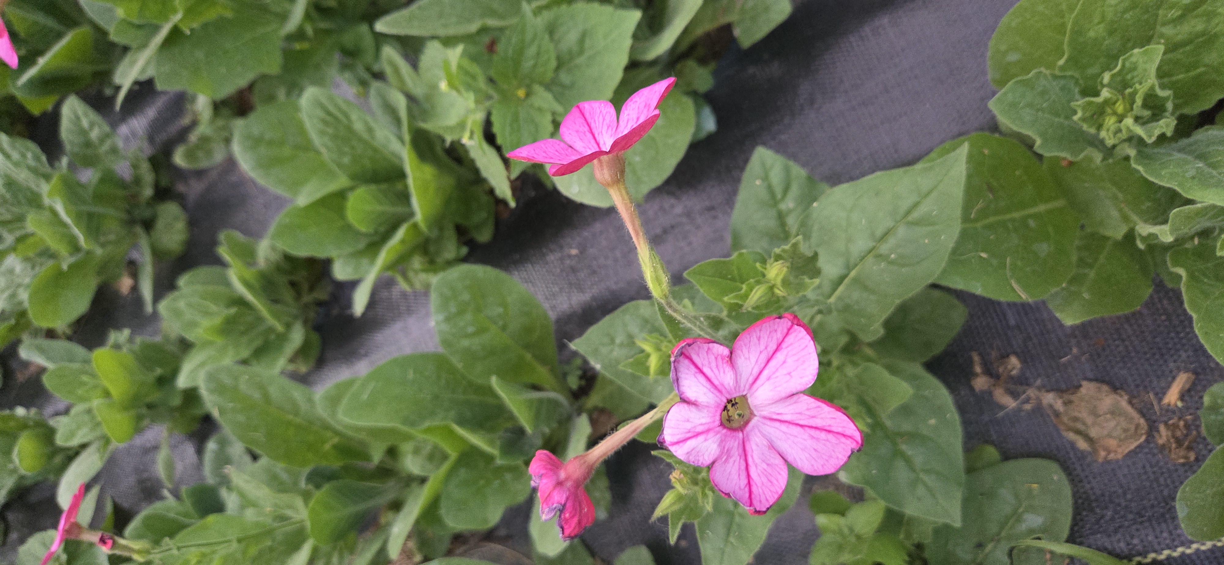 NICOTIANA x sanderae Perfume Mix