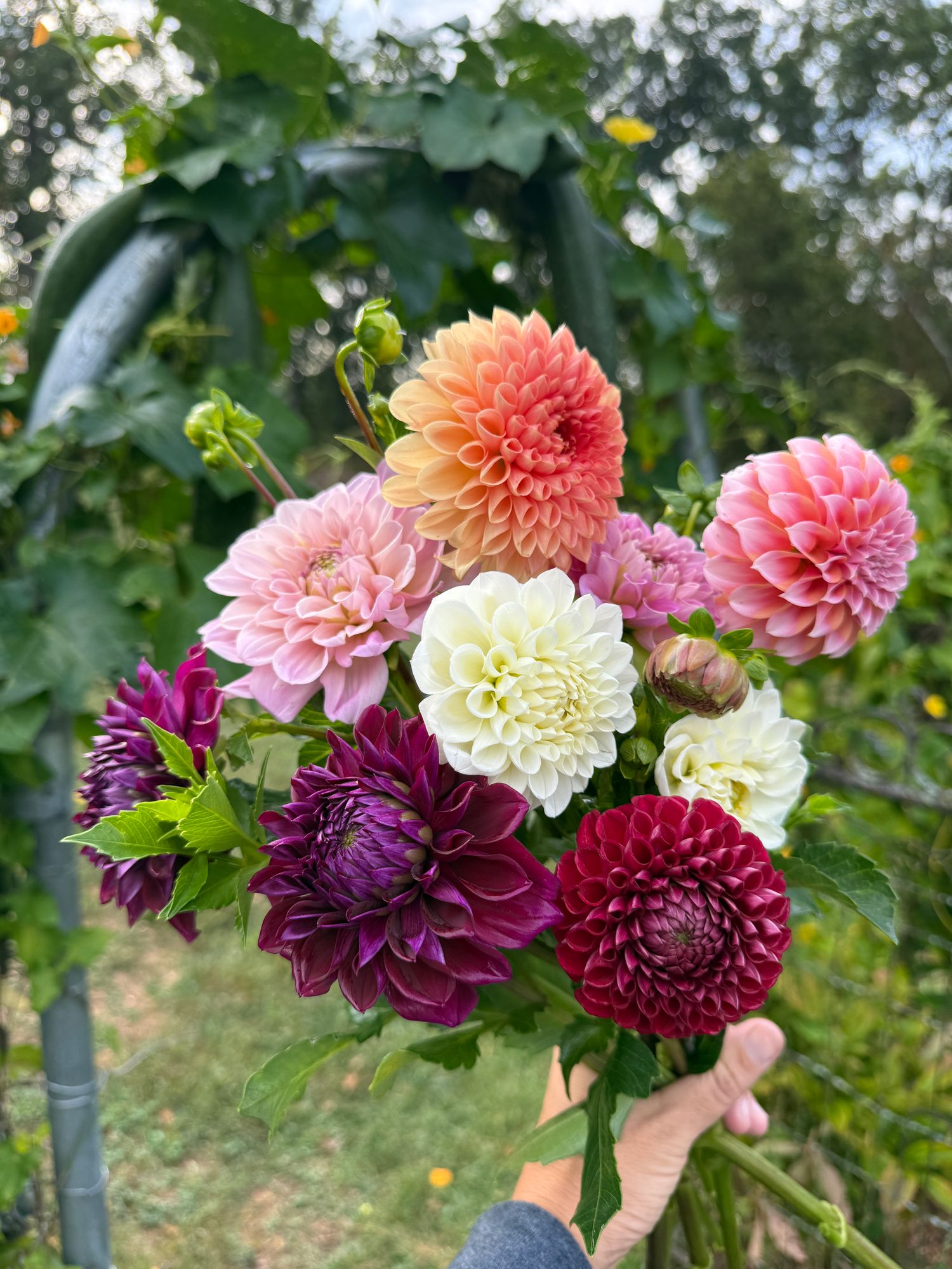 DAHLIA