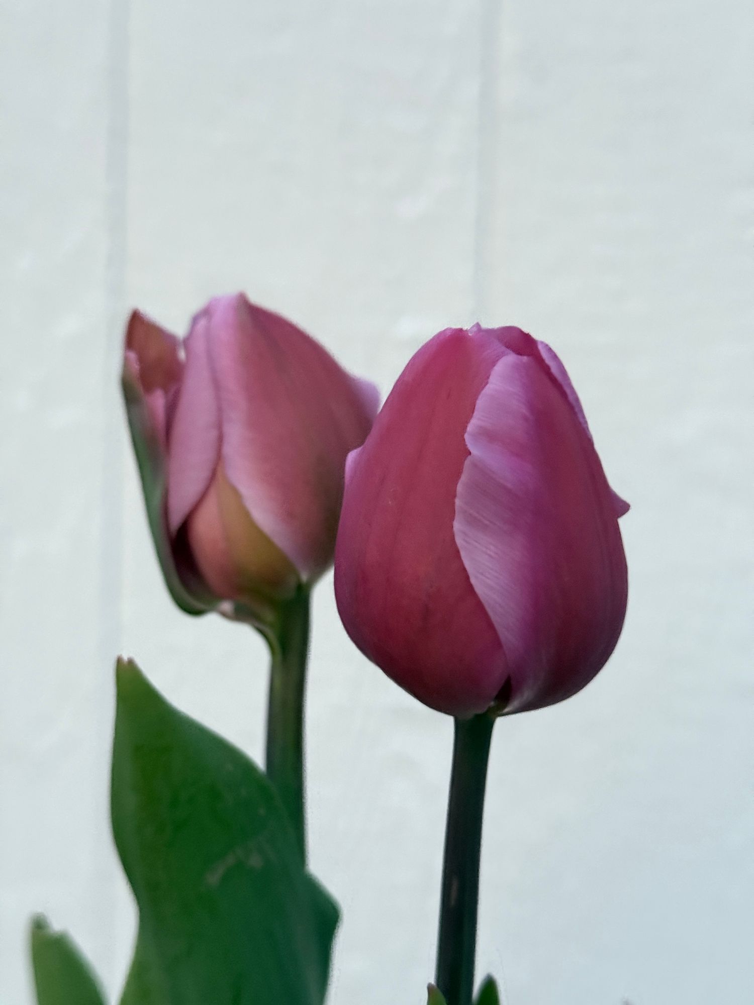 TULIPA Alibi