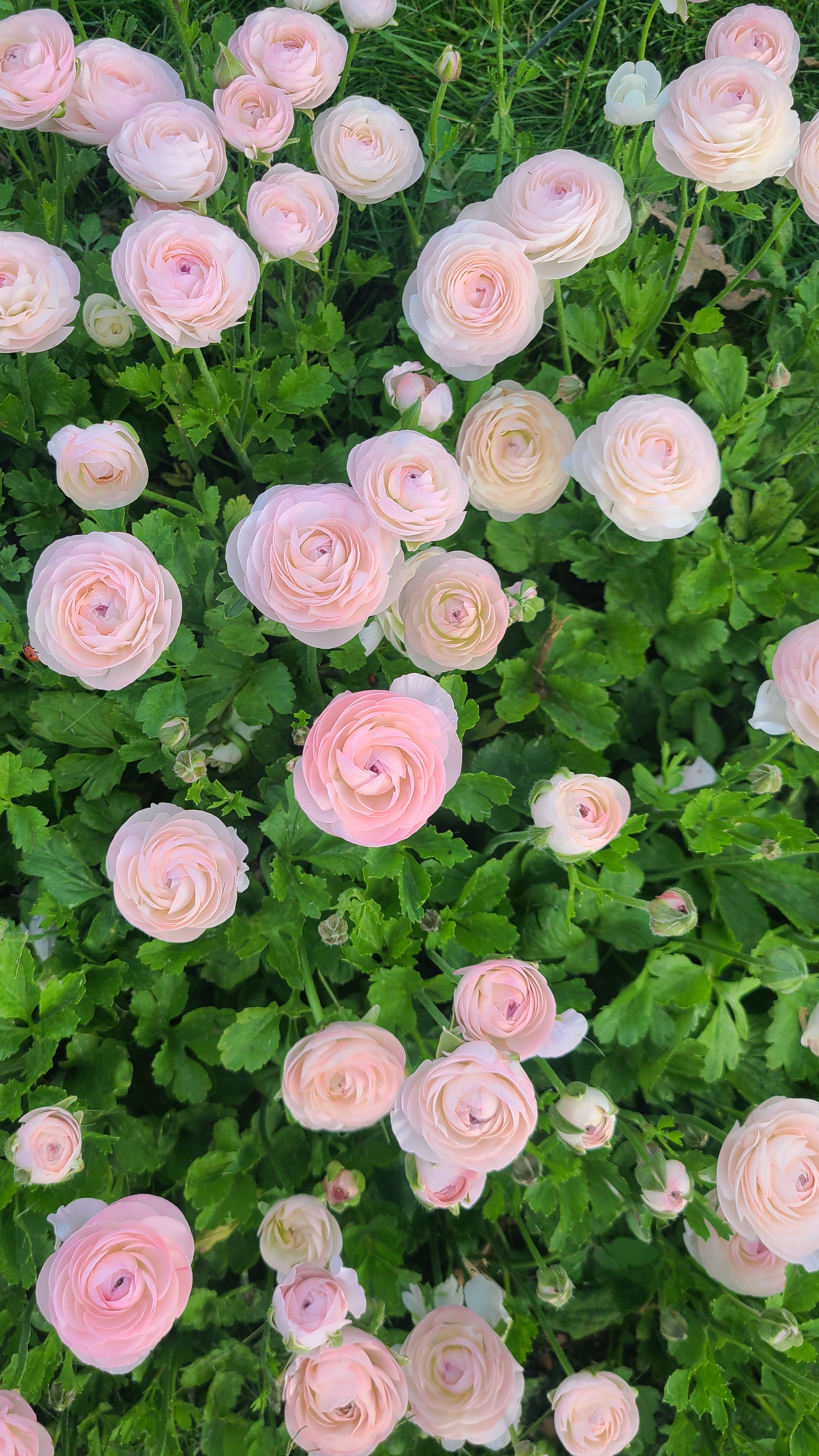 Feel Good Floral Banner
