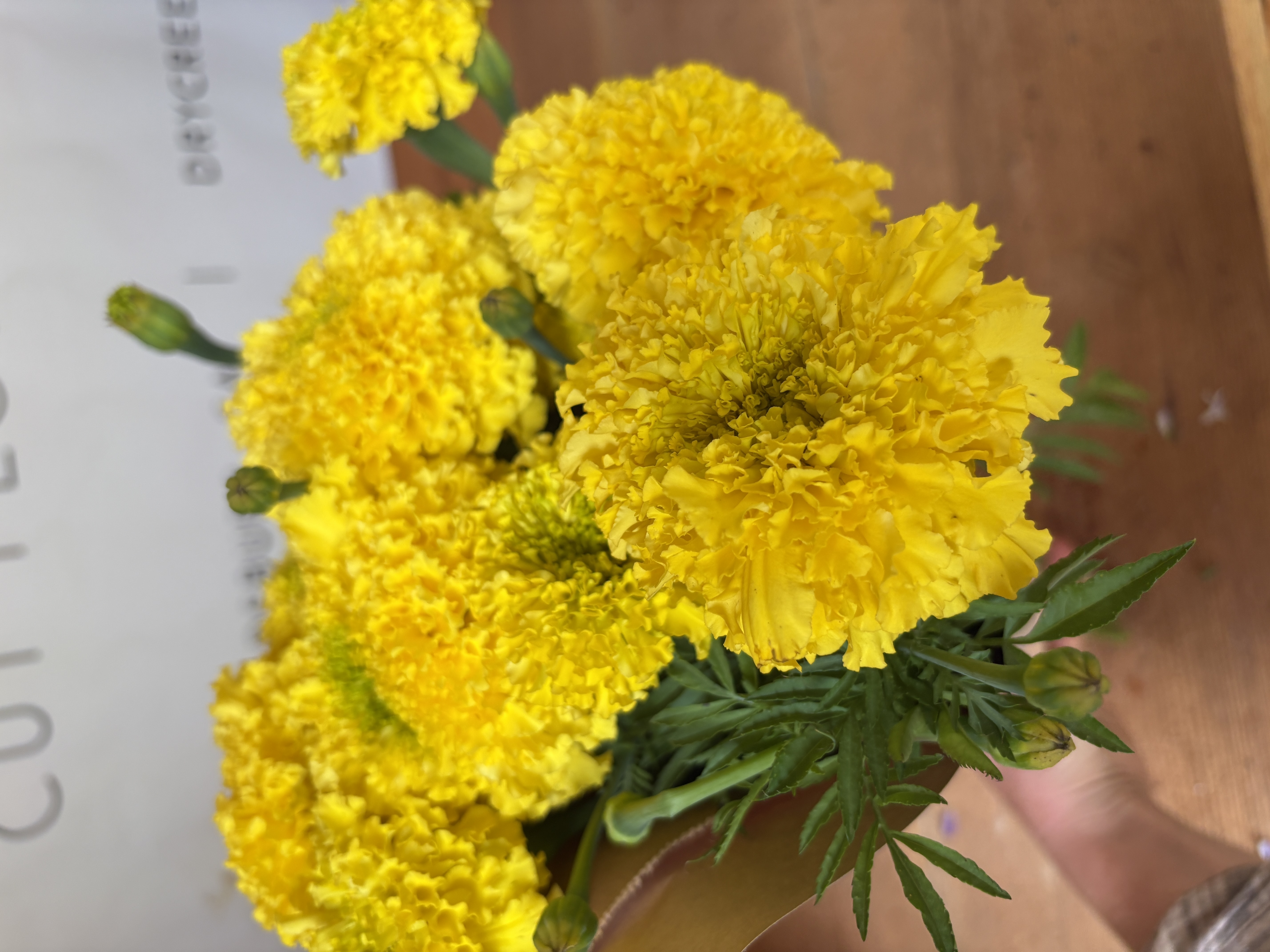 TAGETES erecta Coco Yellow
