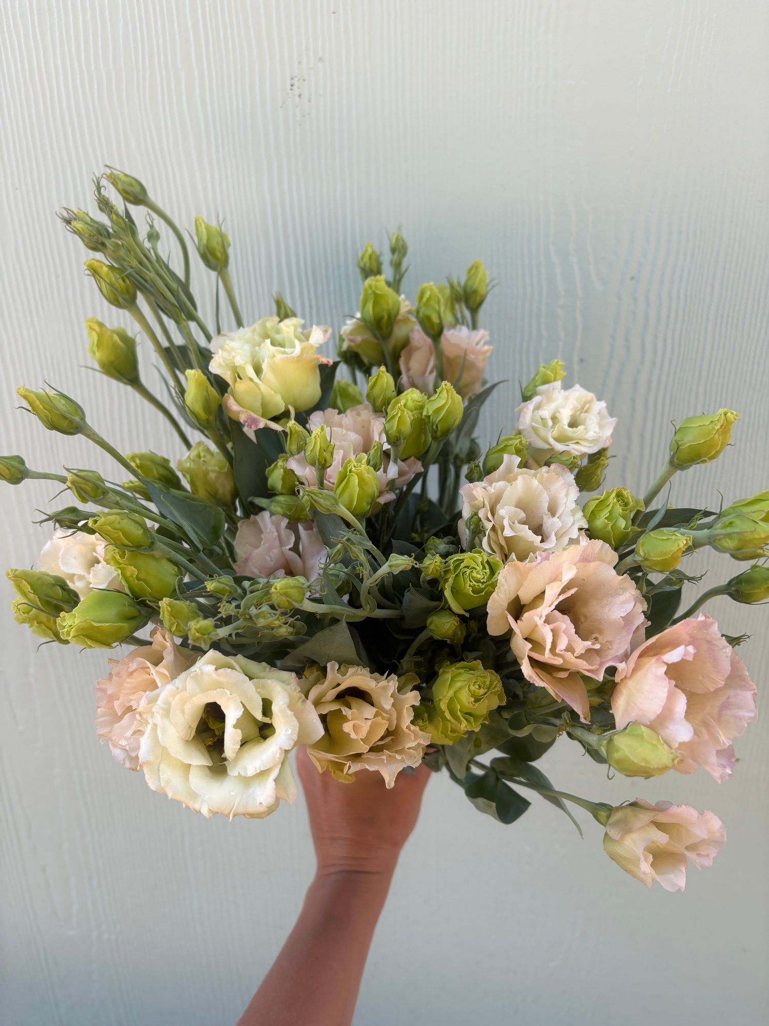 EUSTOMA grandiflorum