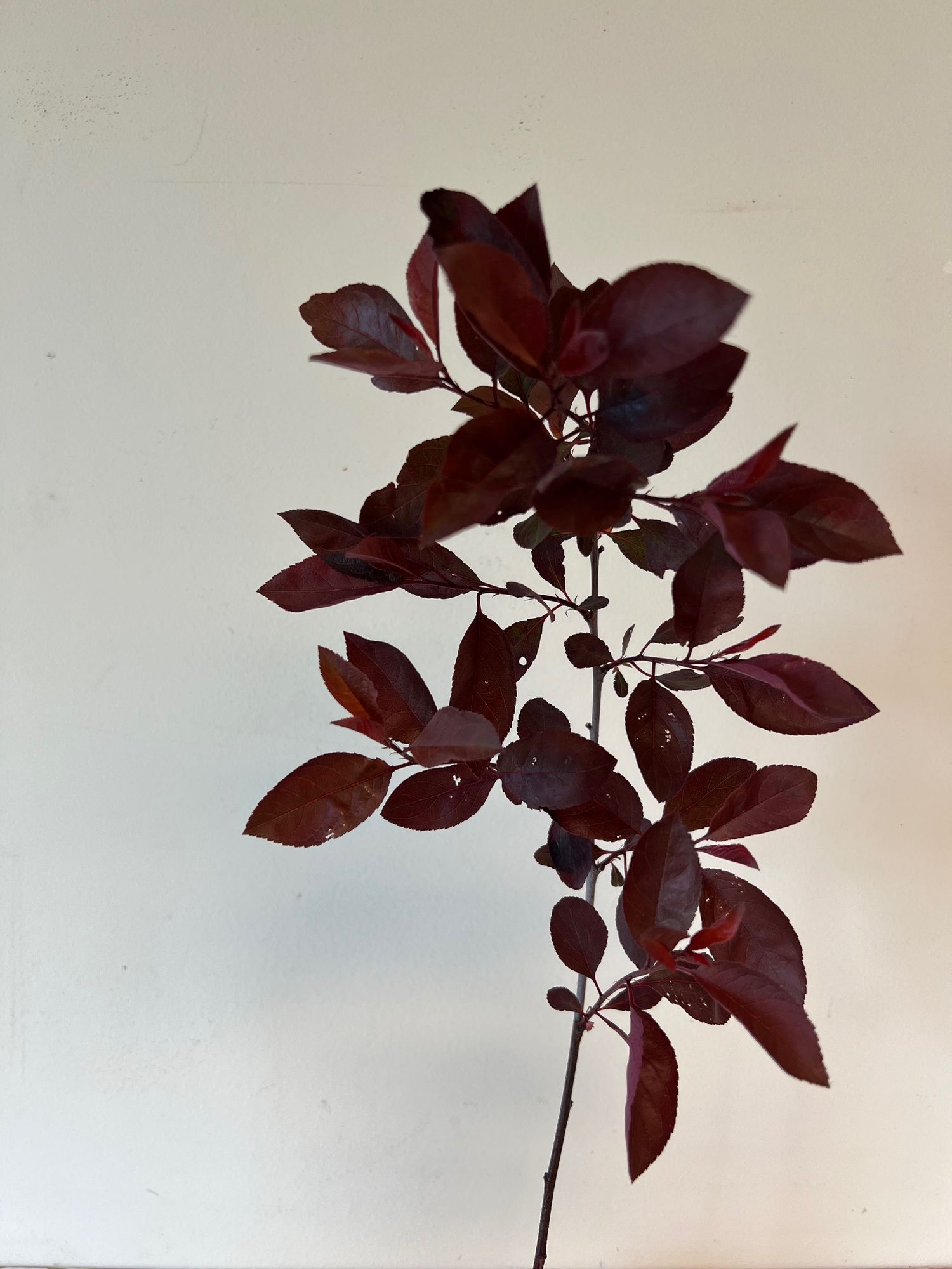 PRUNUS x cistena