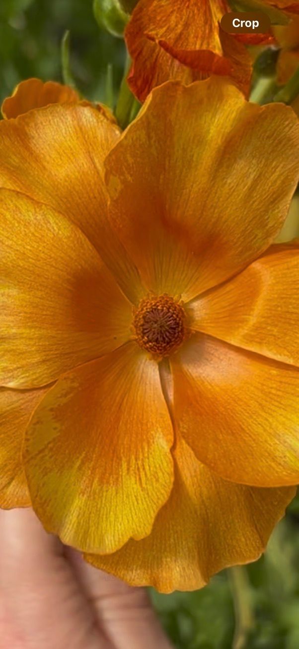 RANUNCULUS Butterfly Charis