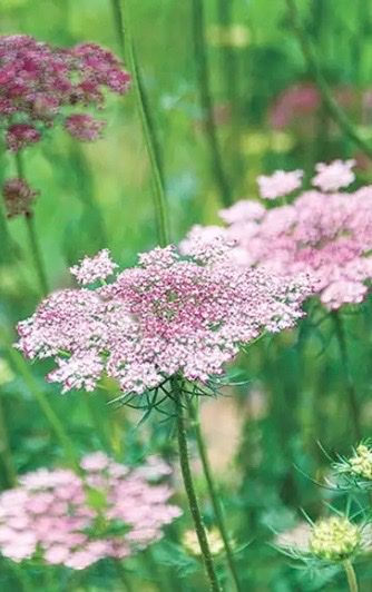 DAUCUS carota Dara