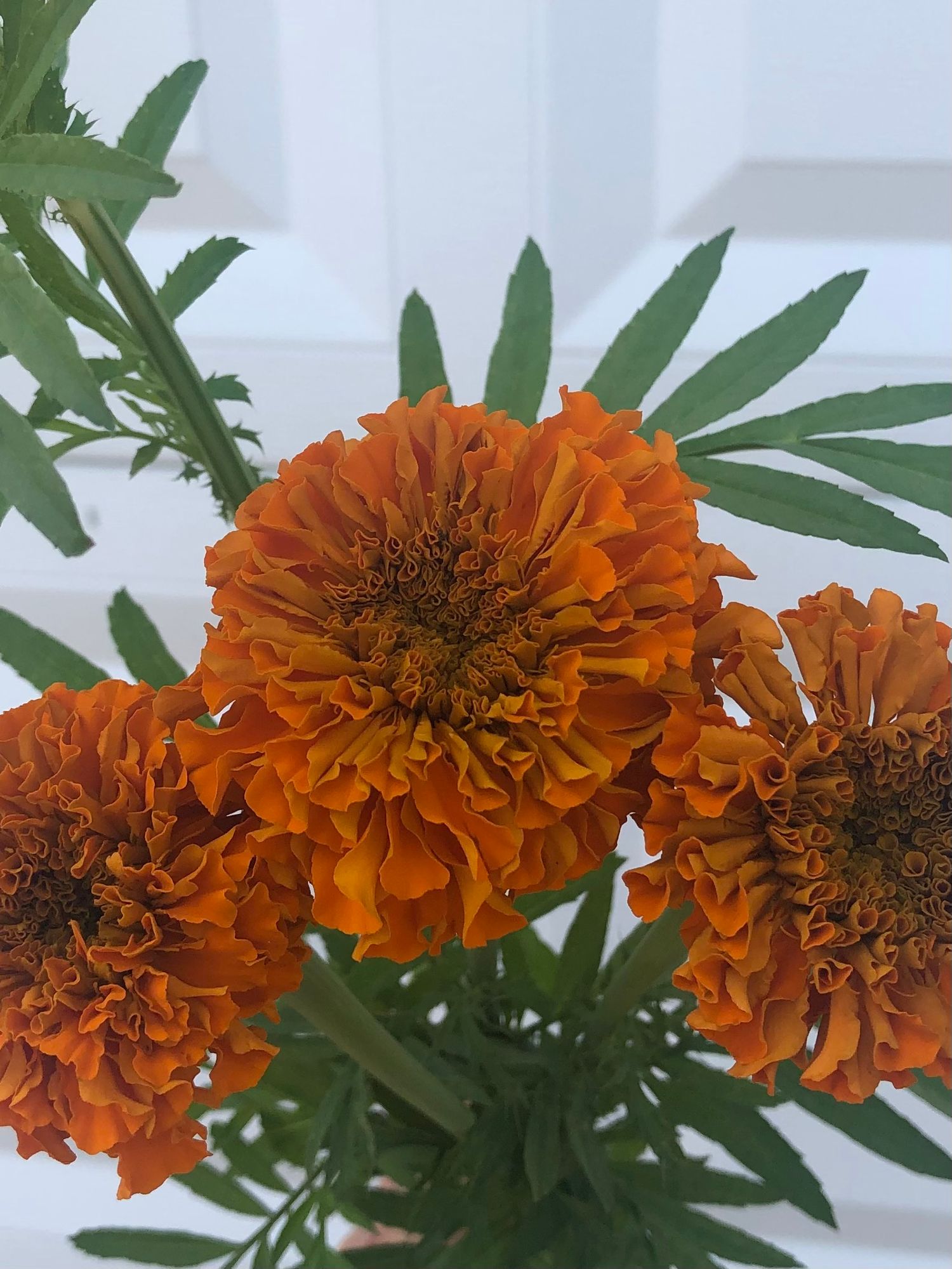 TAGETES erecta Garuda