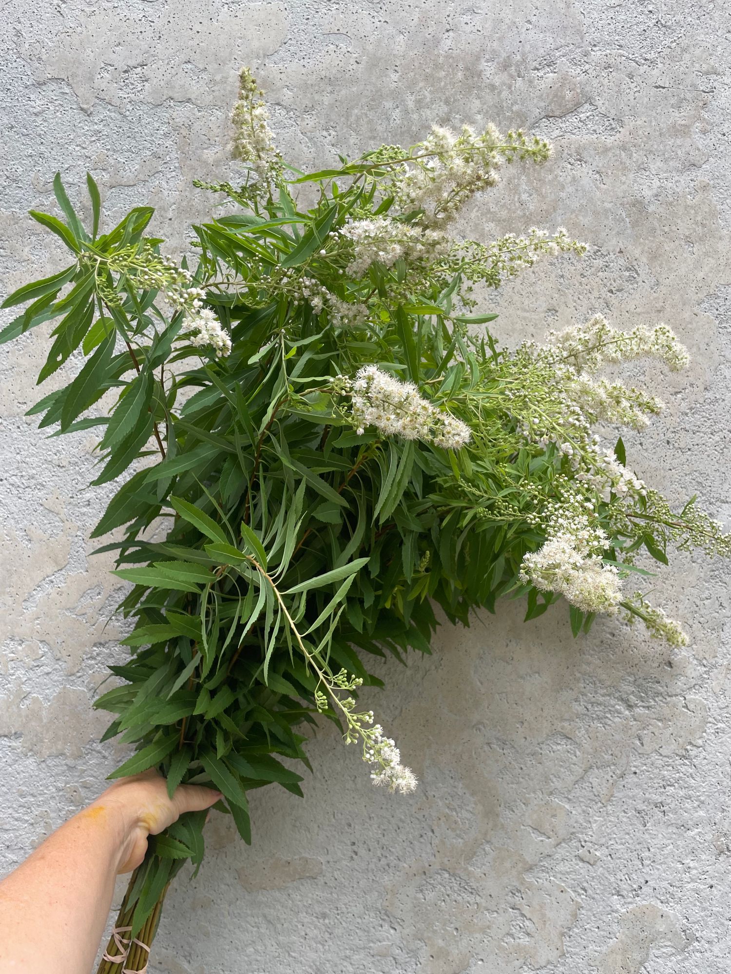 SPIRAEA