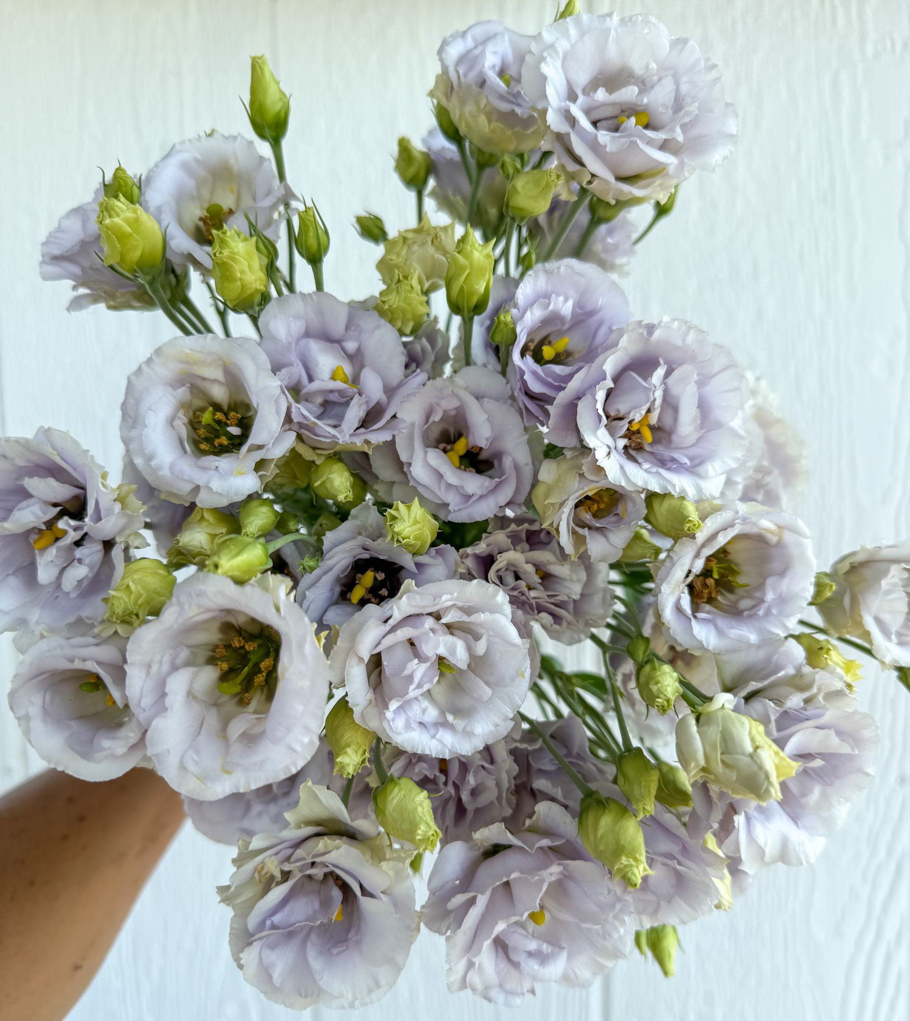EUSTOMA grandiflorum Arosa 3