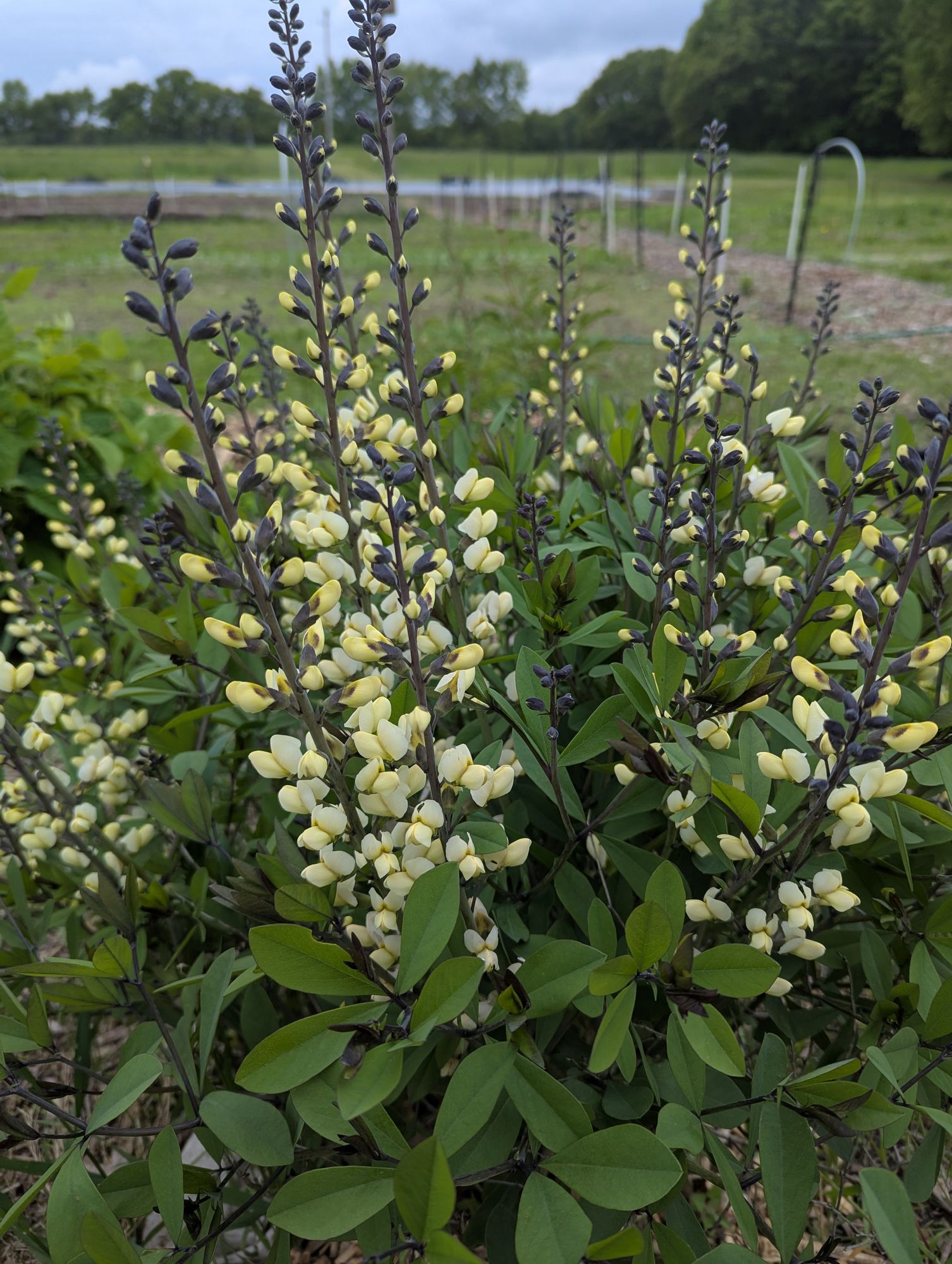 BAPTISIA australis