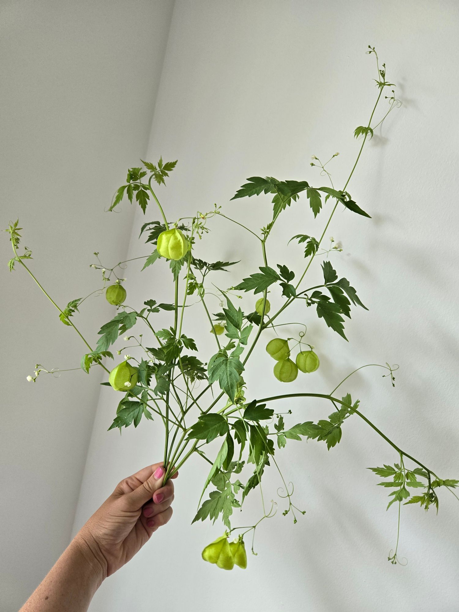 CARDIOSPERMUM halicacabum