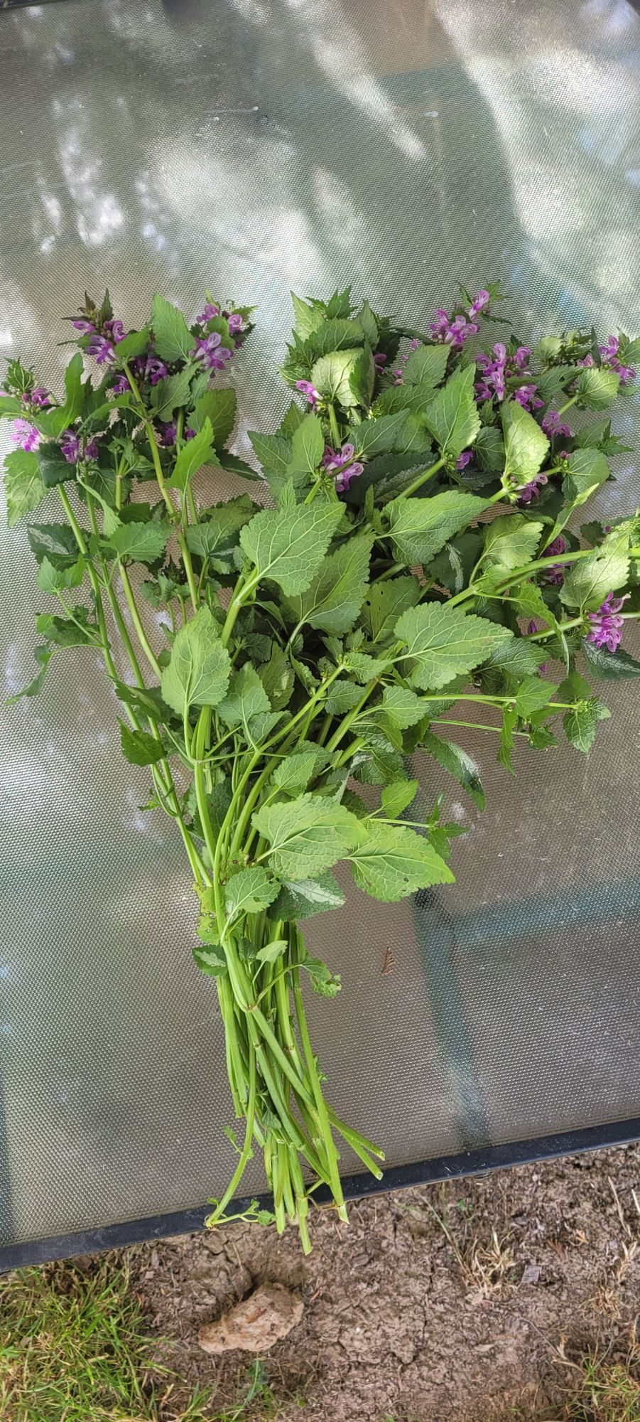 LAMIUM purpureum