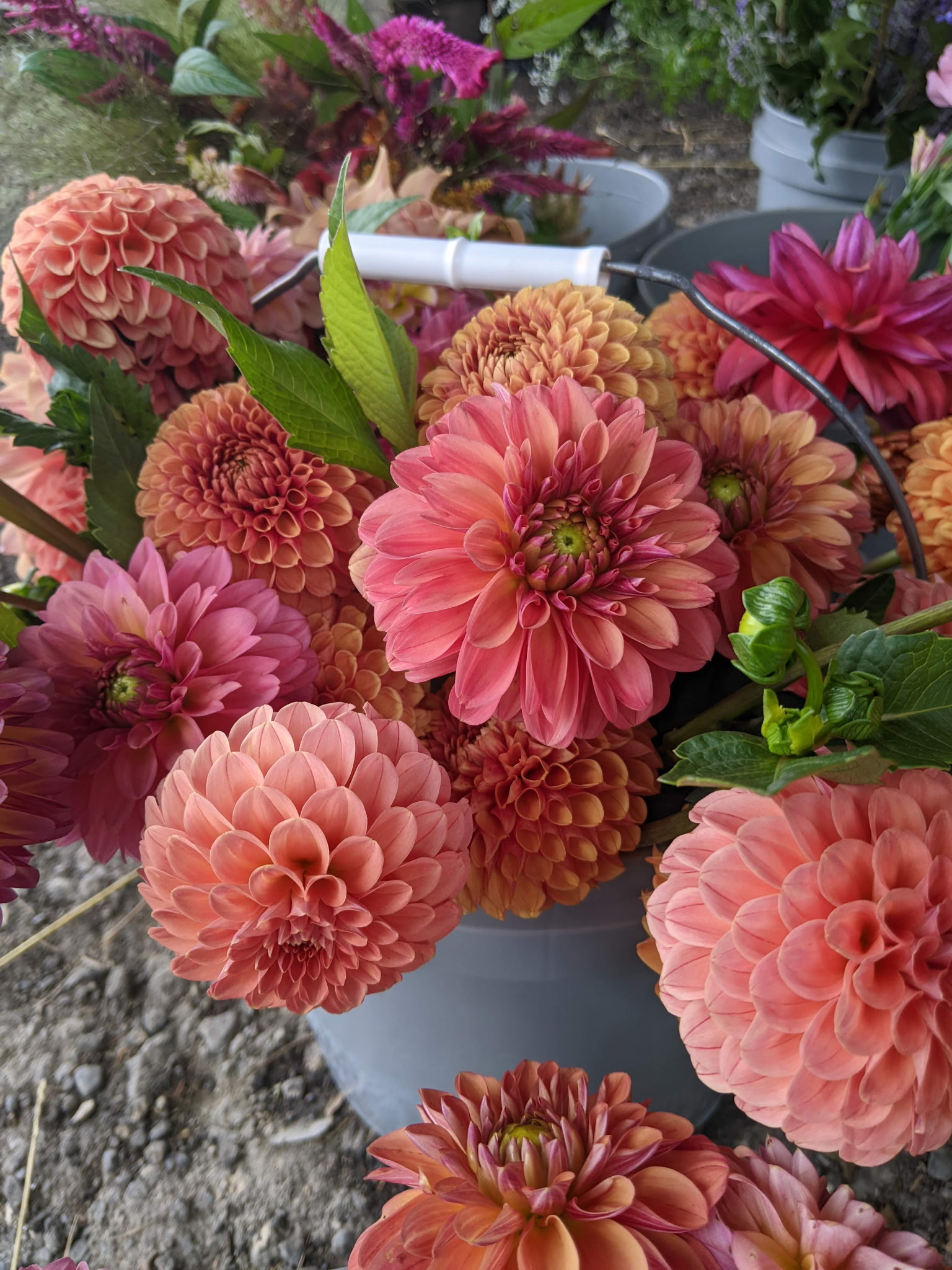 Mixed dahlia bucket