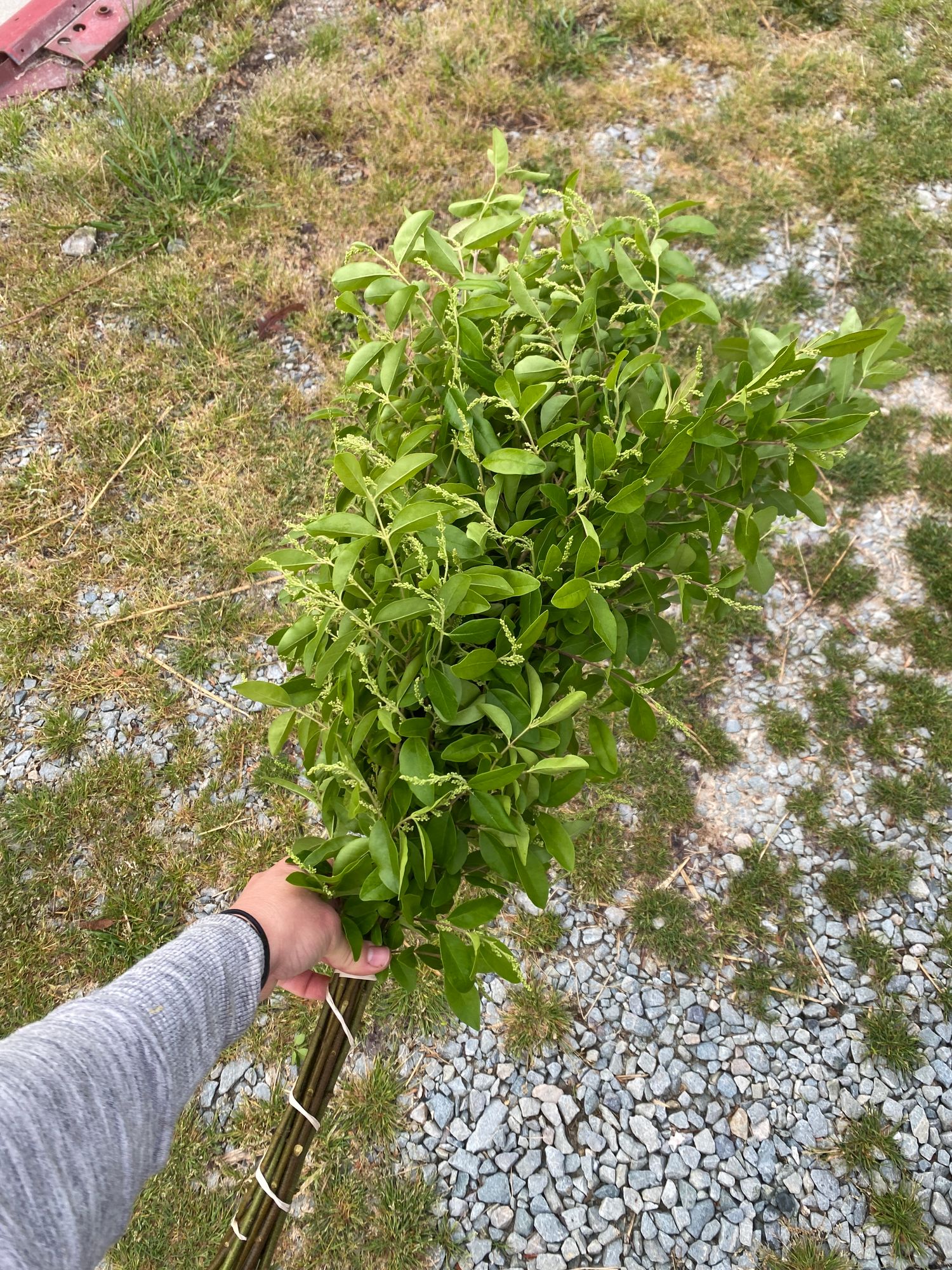 LIGUSTRUM