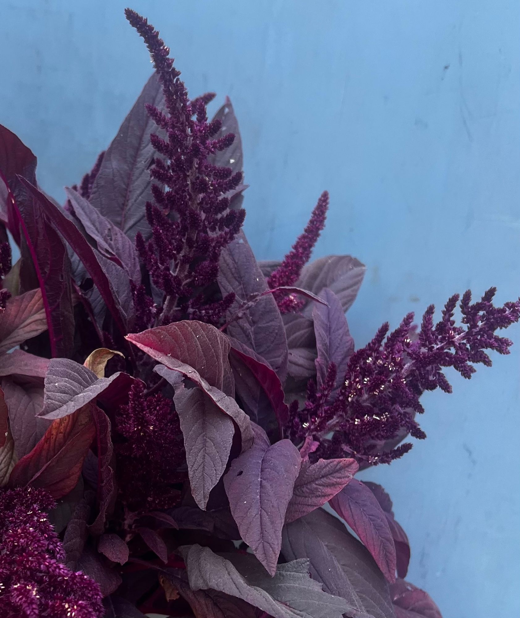 AMARANTHUS cruentus Red Spike