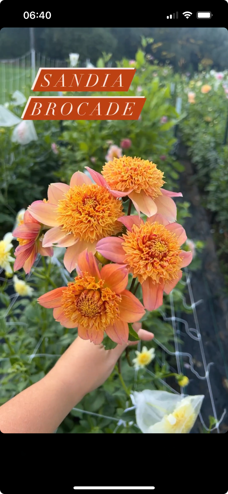 DAHLIA Sandia Brocade