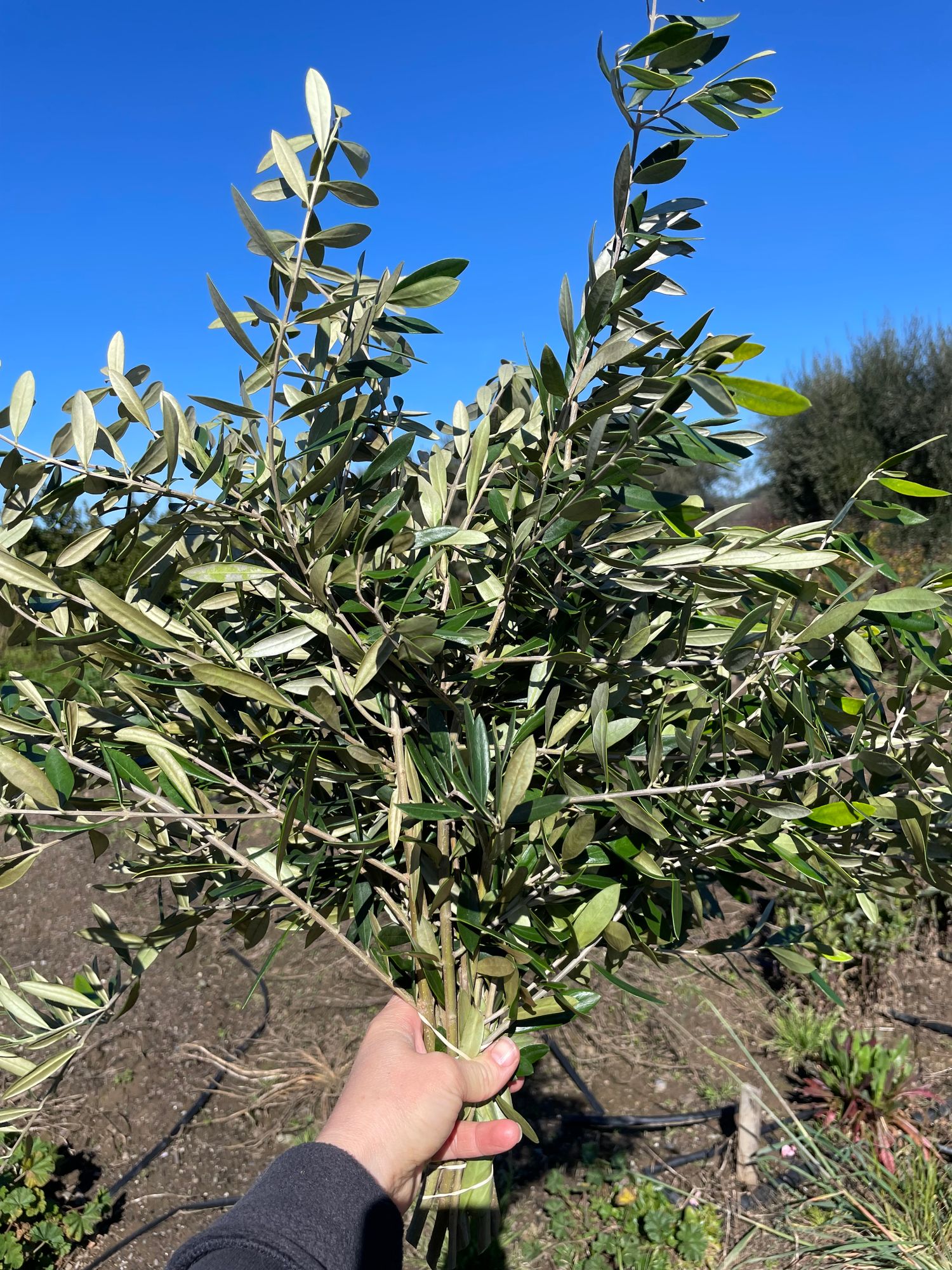 OLEA europaea