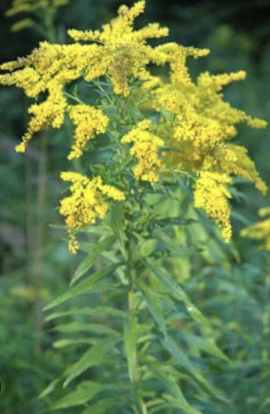 SOLIDAGO