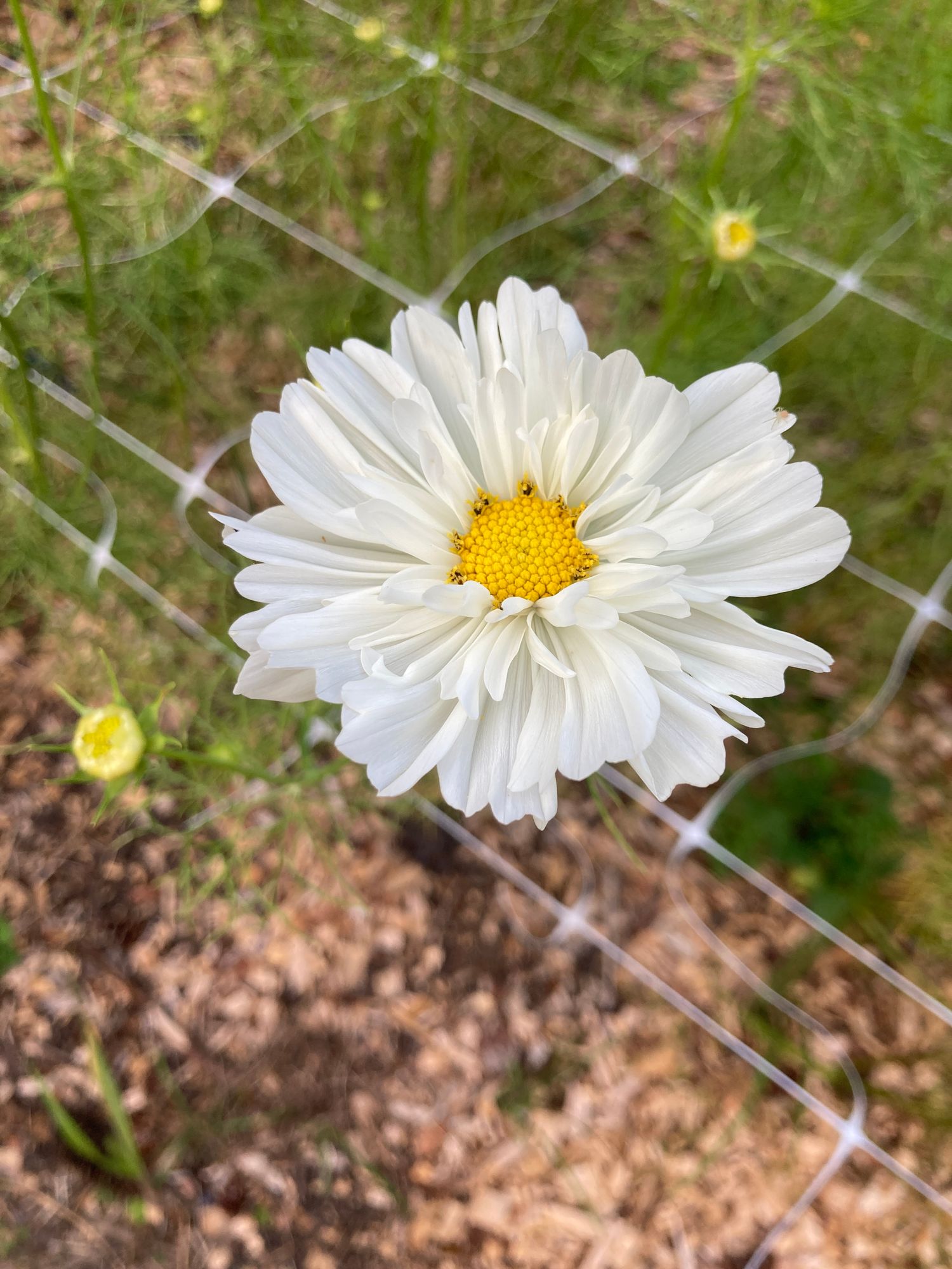 COSMOS bipinnatus Fizzy