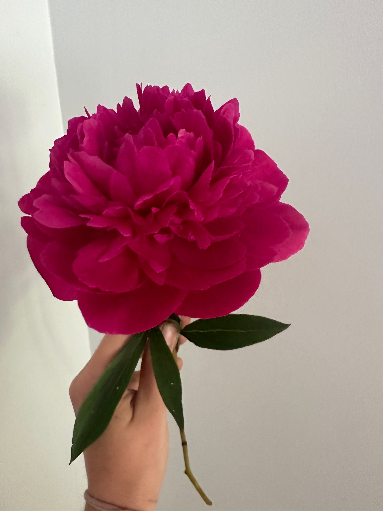PAEONIA lactiflora Karl Rosenfield