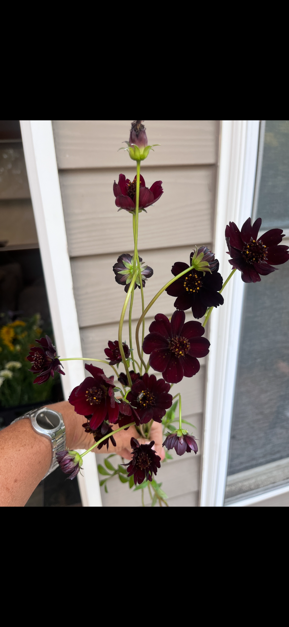COSMOS atrosanguineus Black Magic