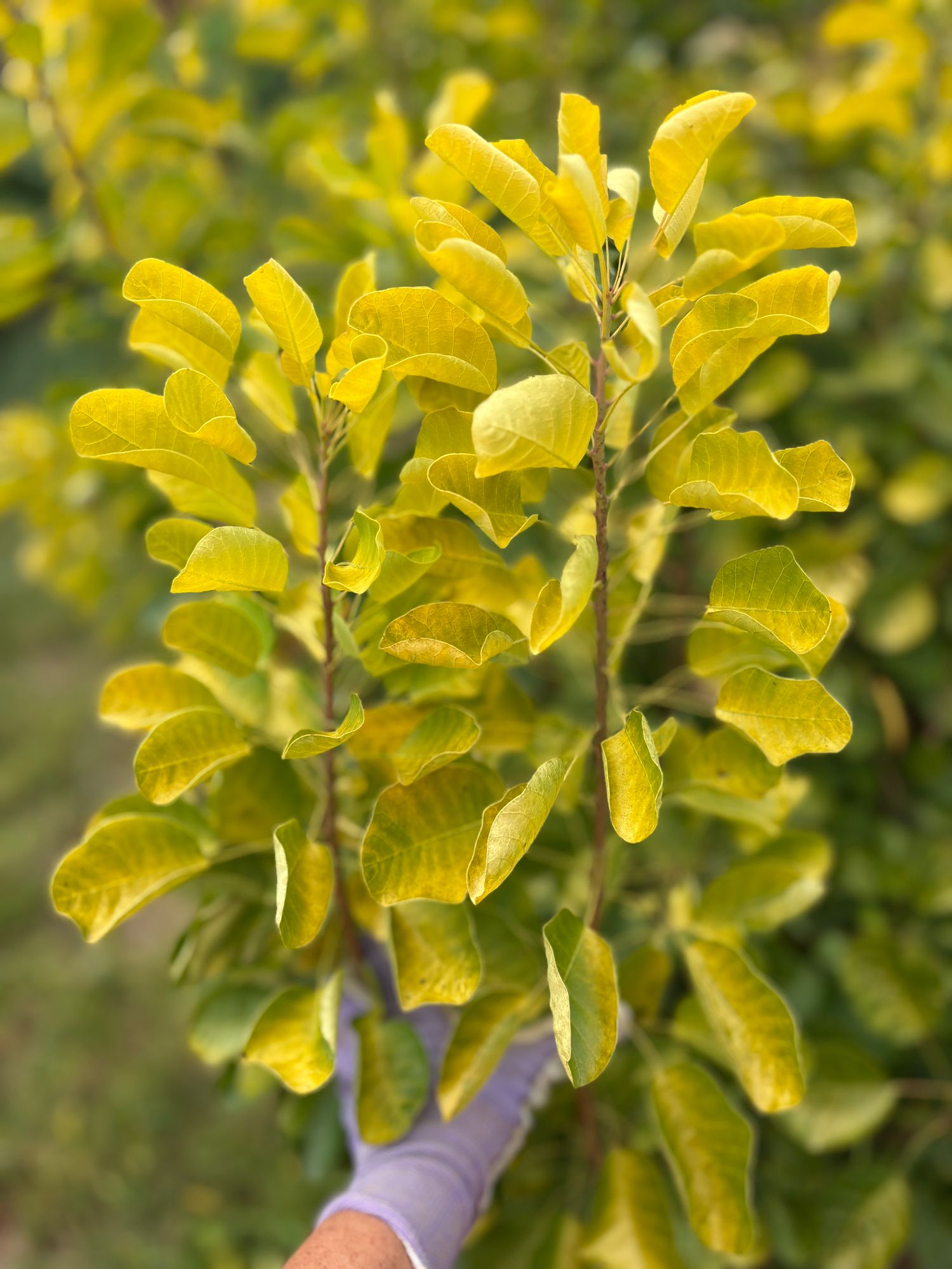 COTINUS coggygria
