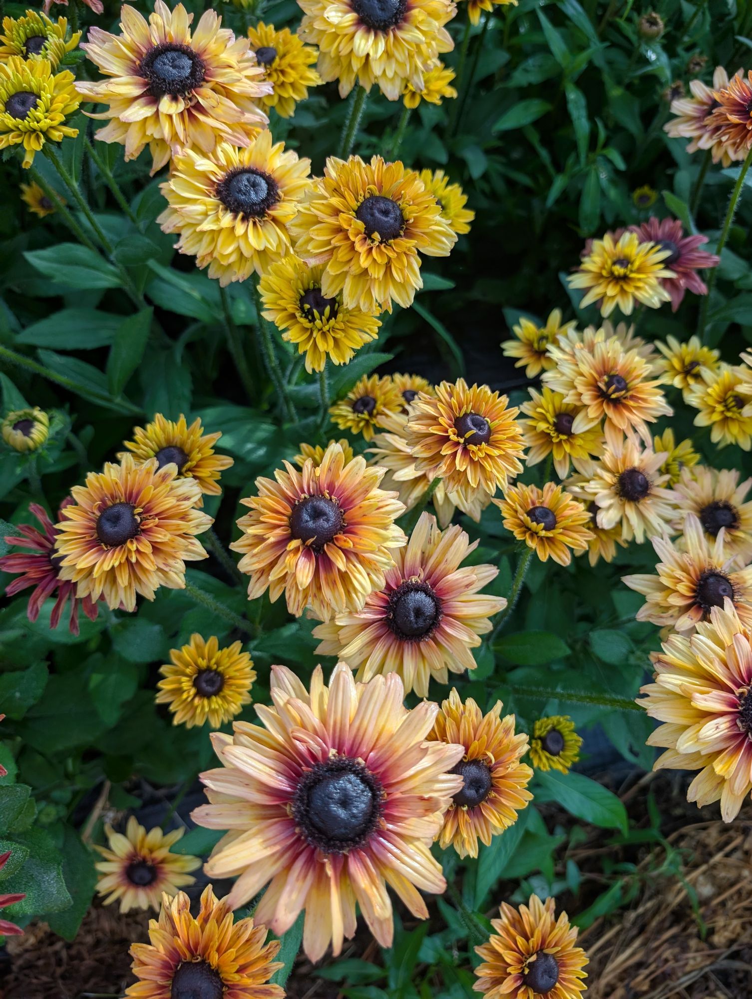 RUDBECKIA hirta Sahara