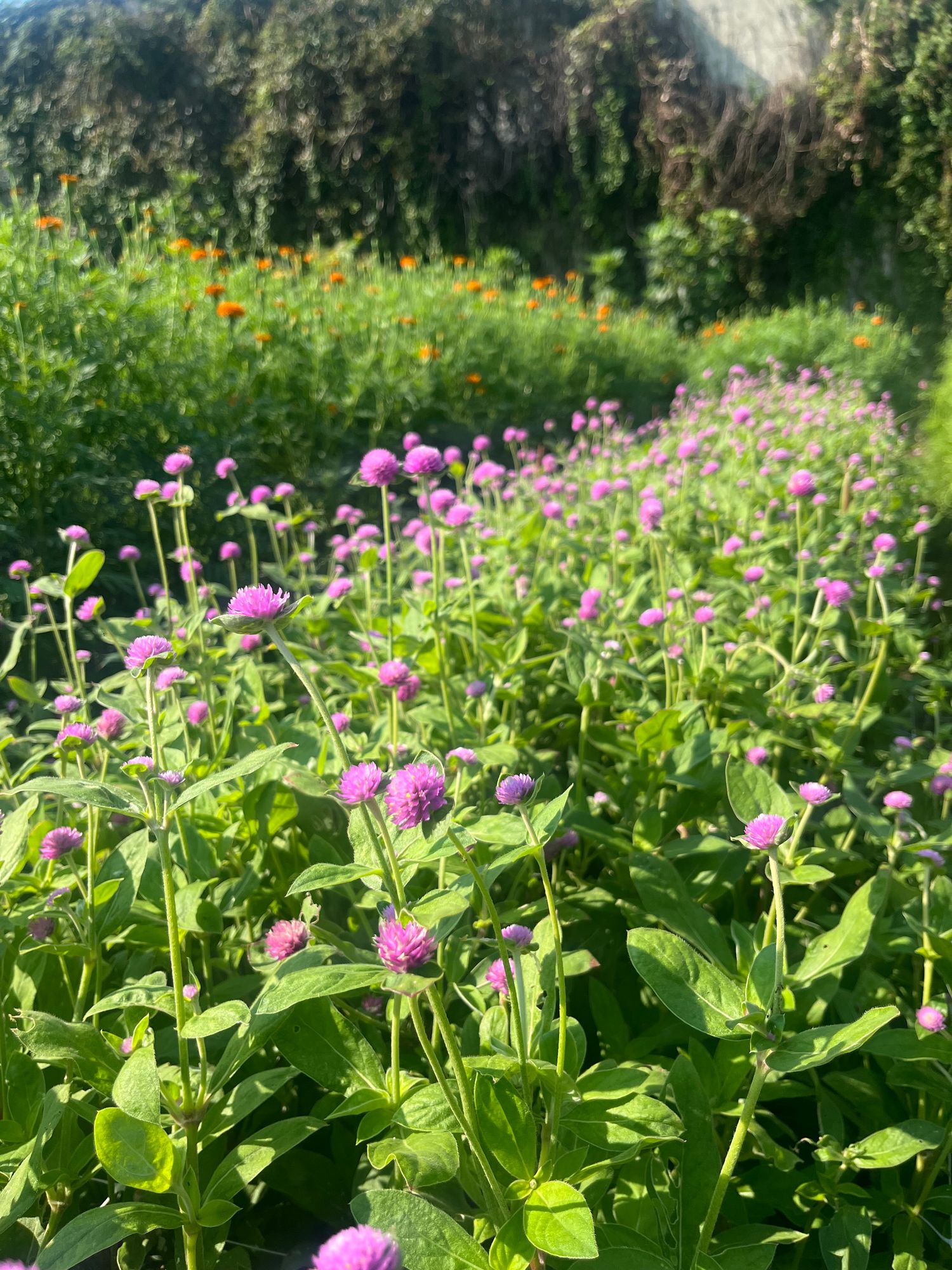 GOMPHRENA globosa Audray