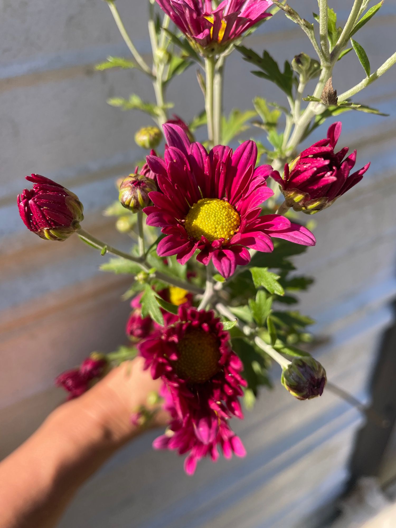 CHRYSANTHEMUM x morifolium Oriental Knight