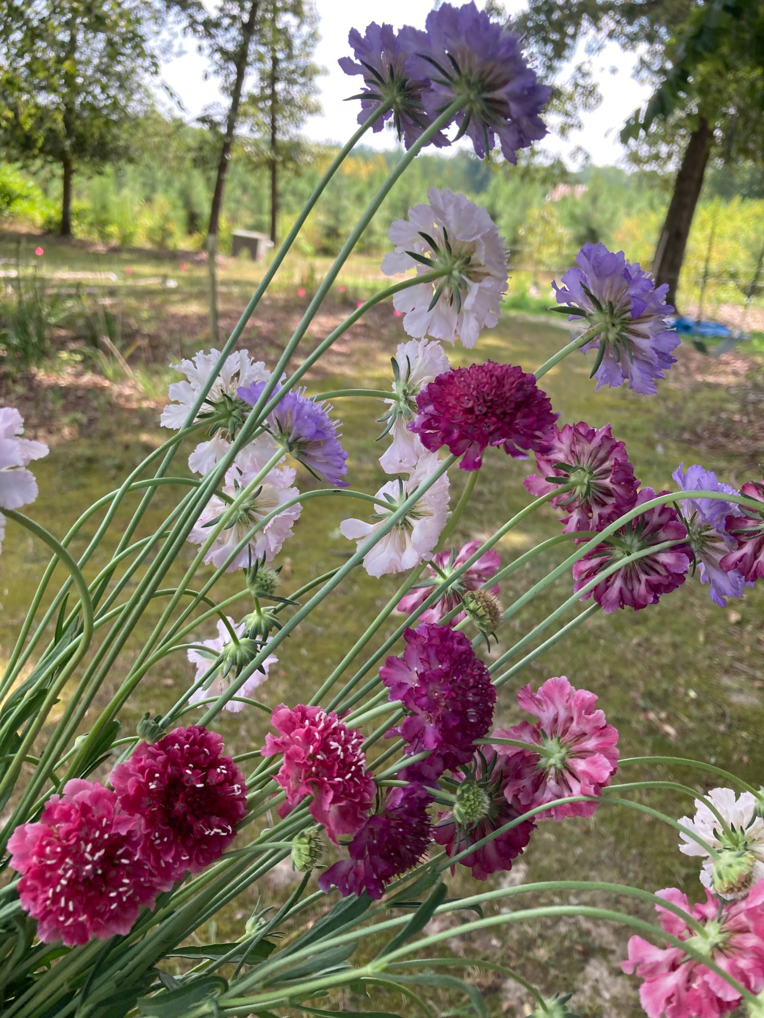 SCABIOSA atropurpurea x caucasica Scoop