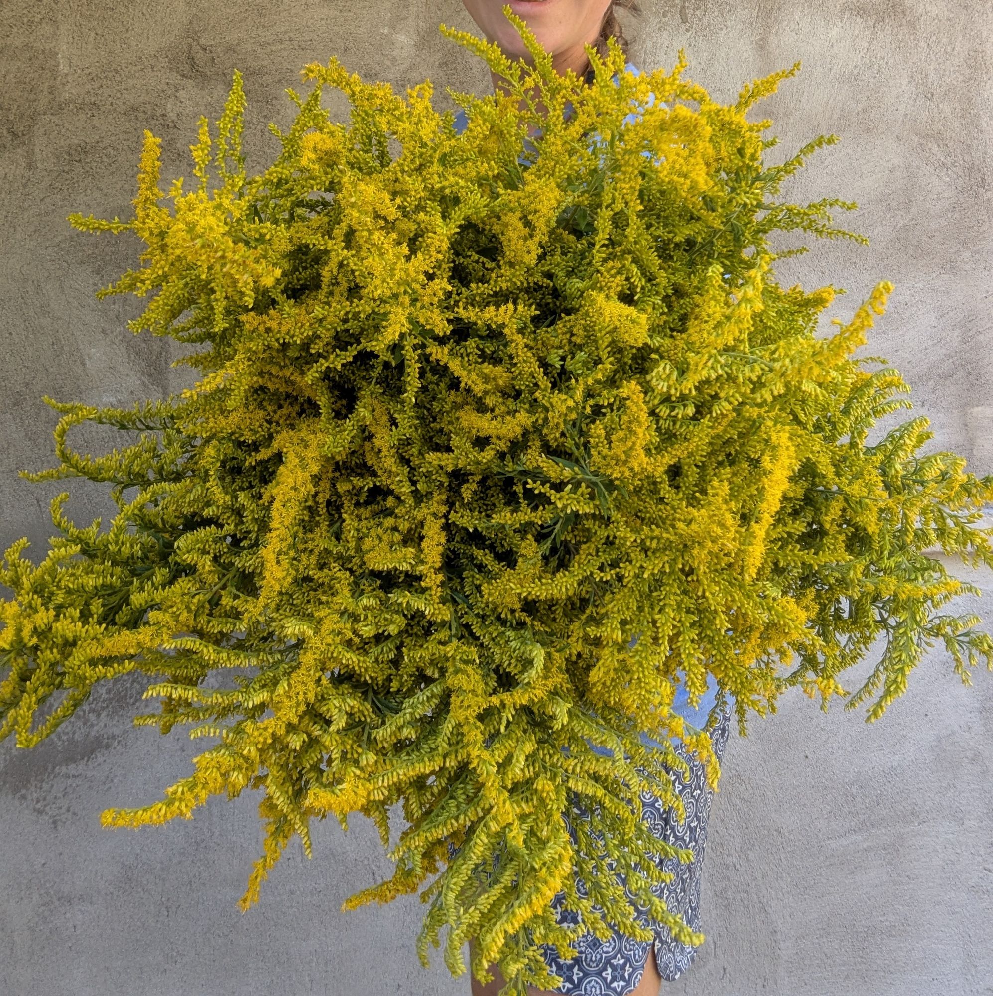 SOLIDAGO canadensis