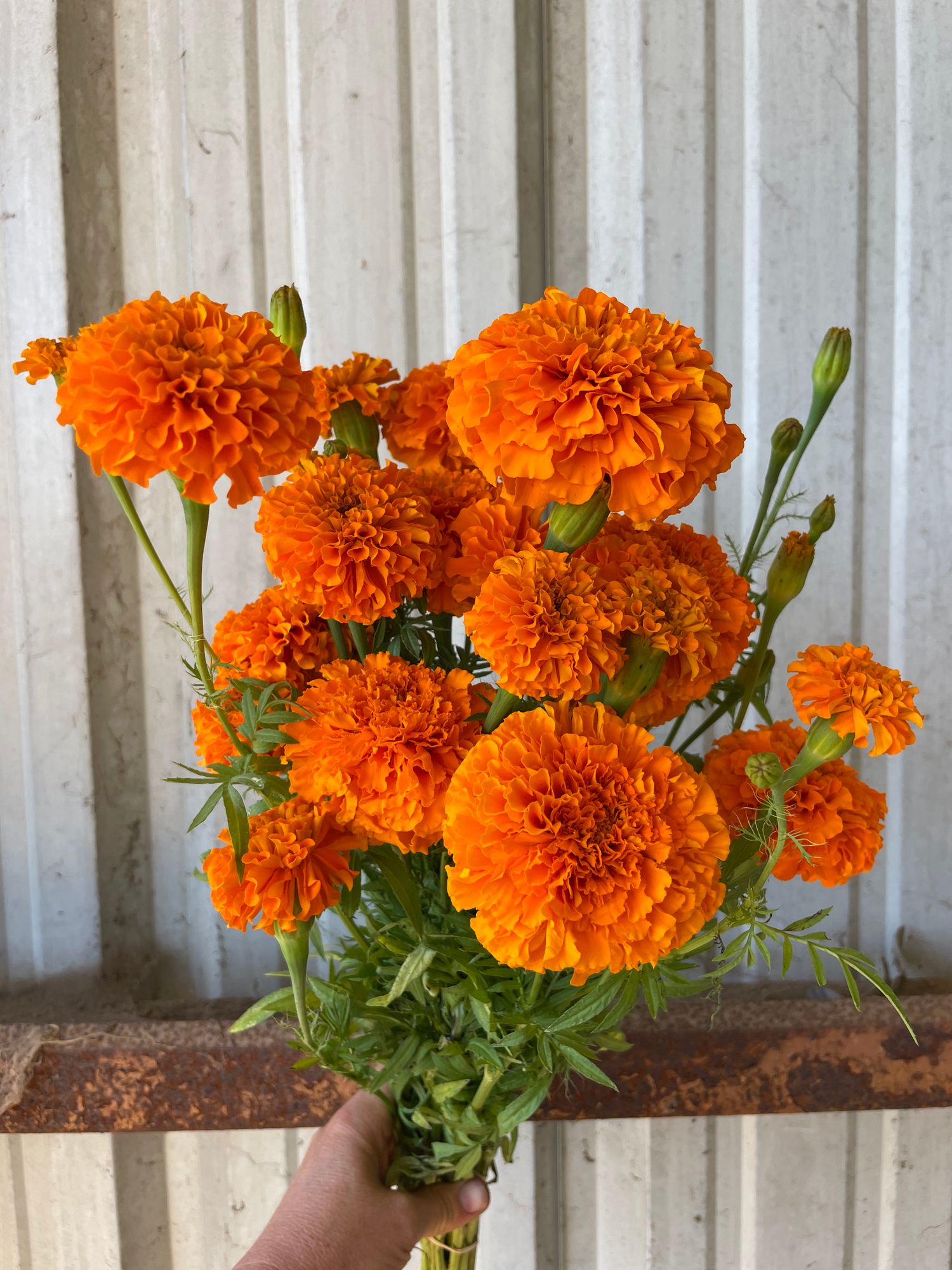 TAGETES erecta Chedi Orange