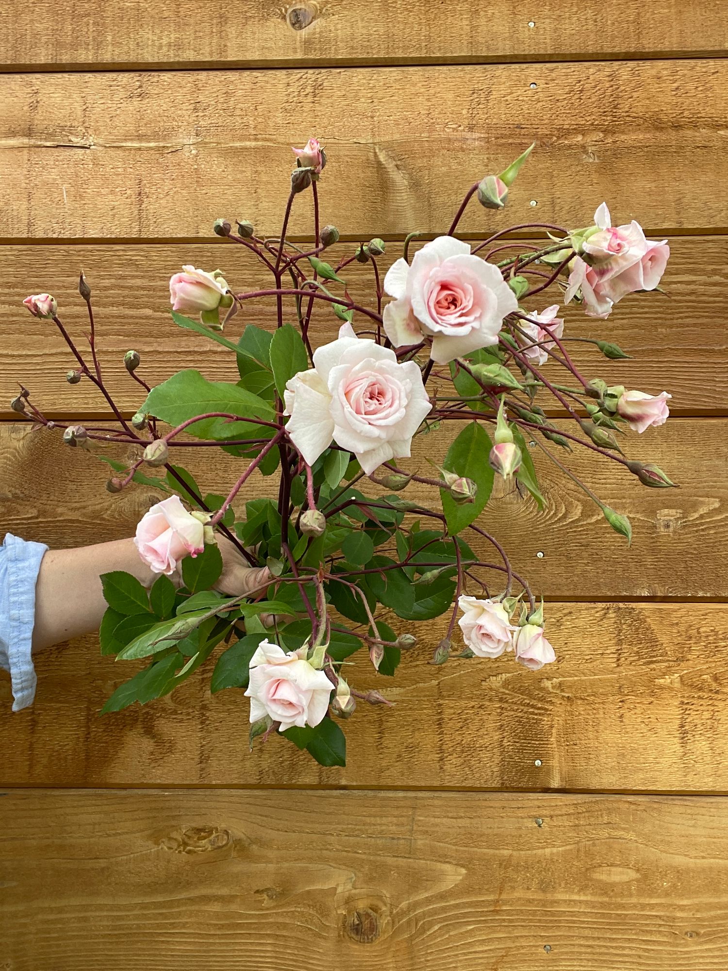 ROSA hybrida Cecile Brunner