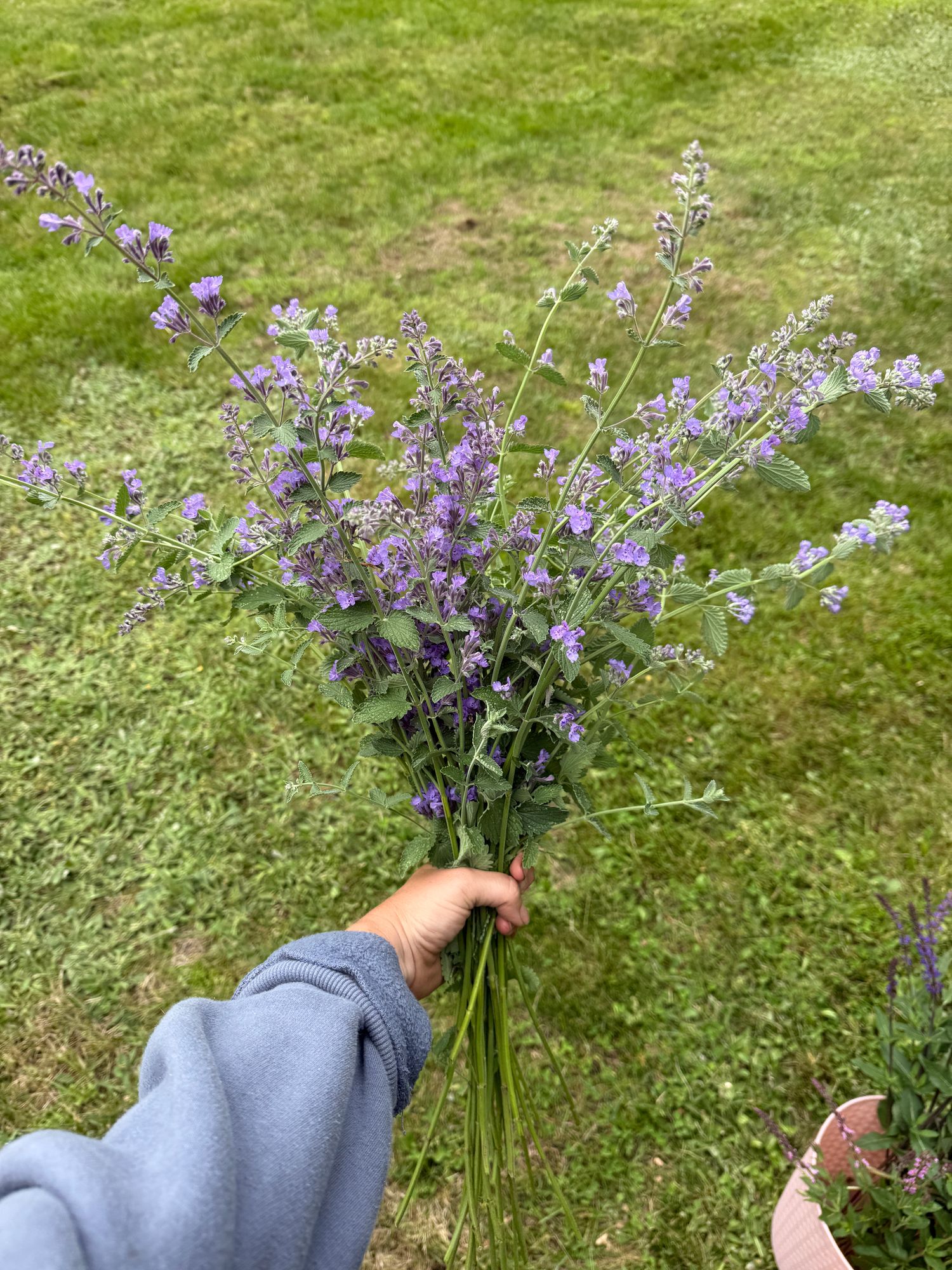 NEPETA cataria