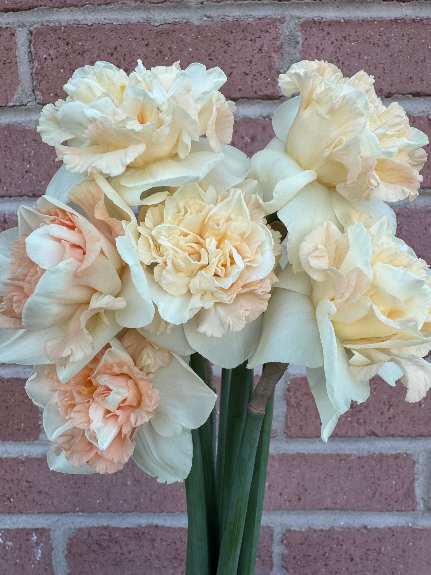 NARCISSUS Flower Surprise