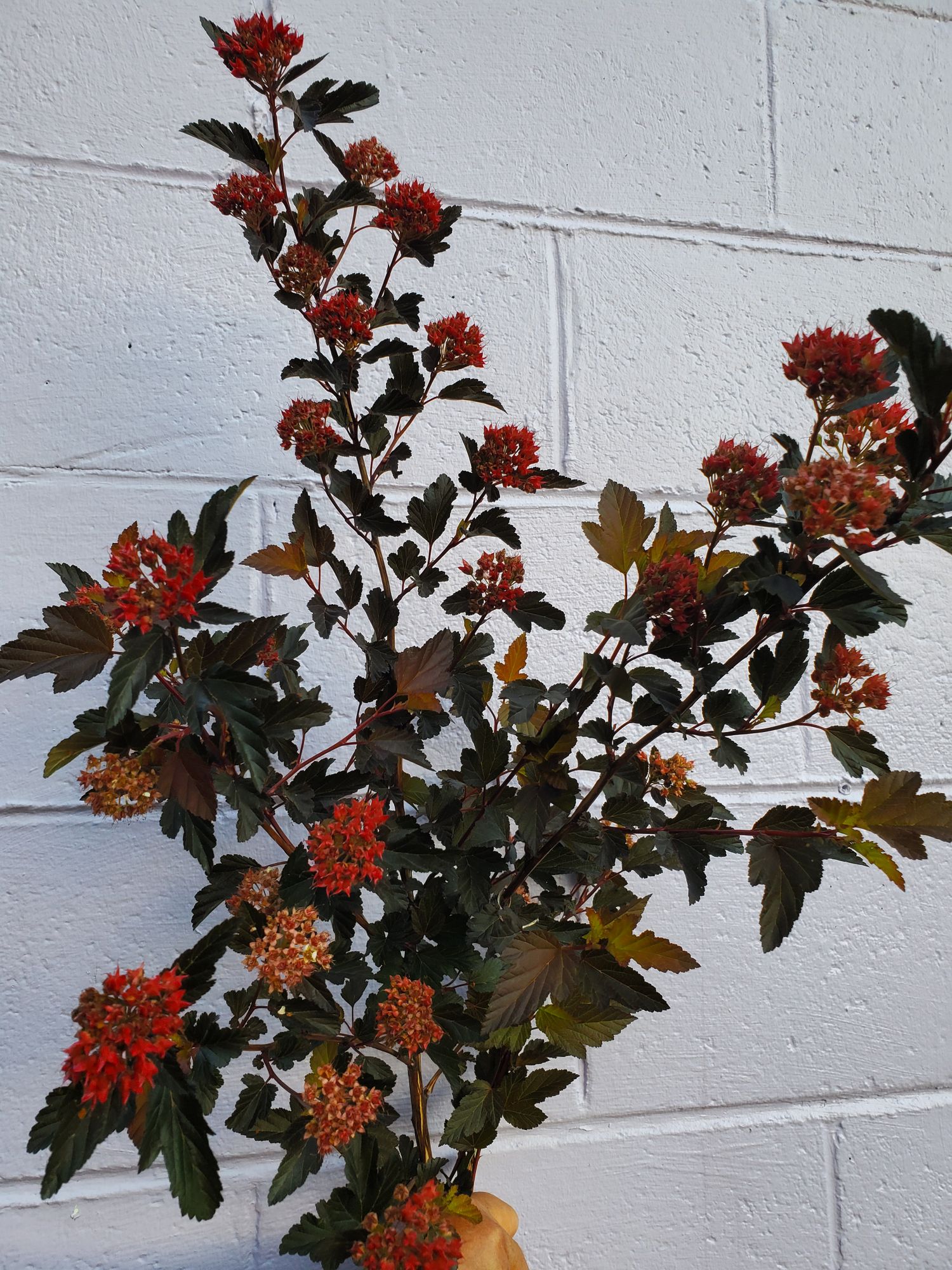 PHYSOCARPUS opulifolius