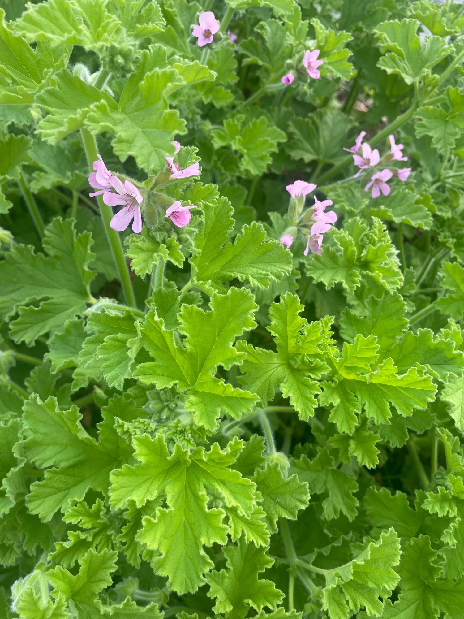 PELARGONIUM Attar of Rose