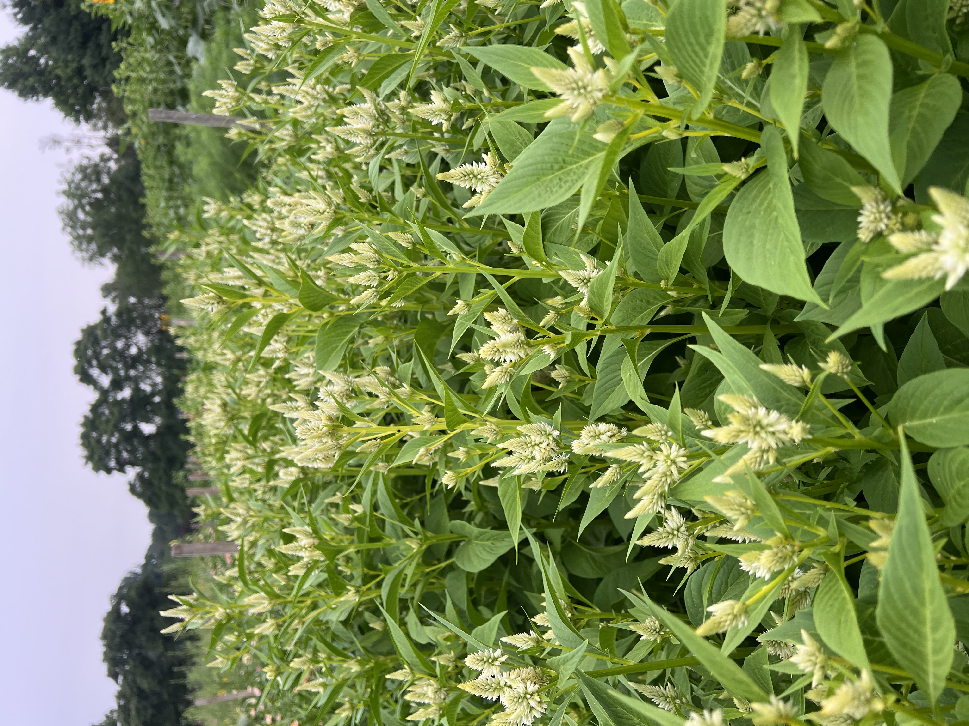 CELOSIA argentea spicata Celway White