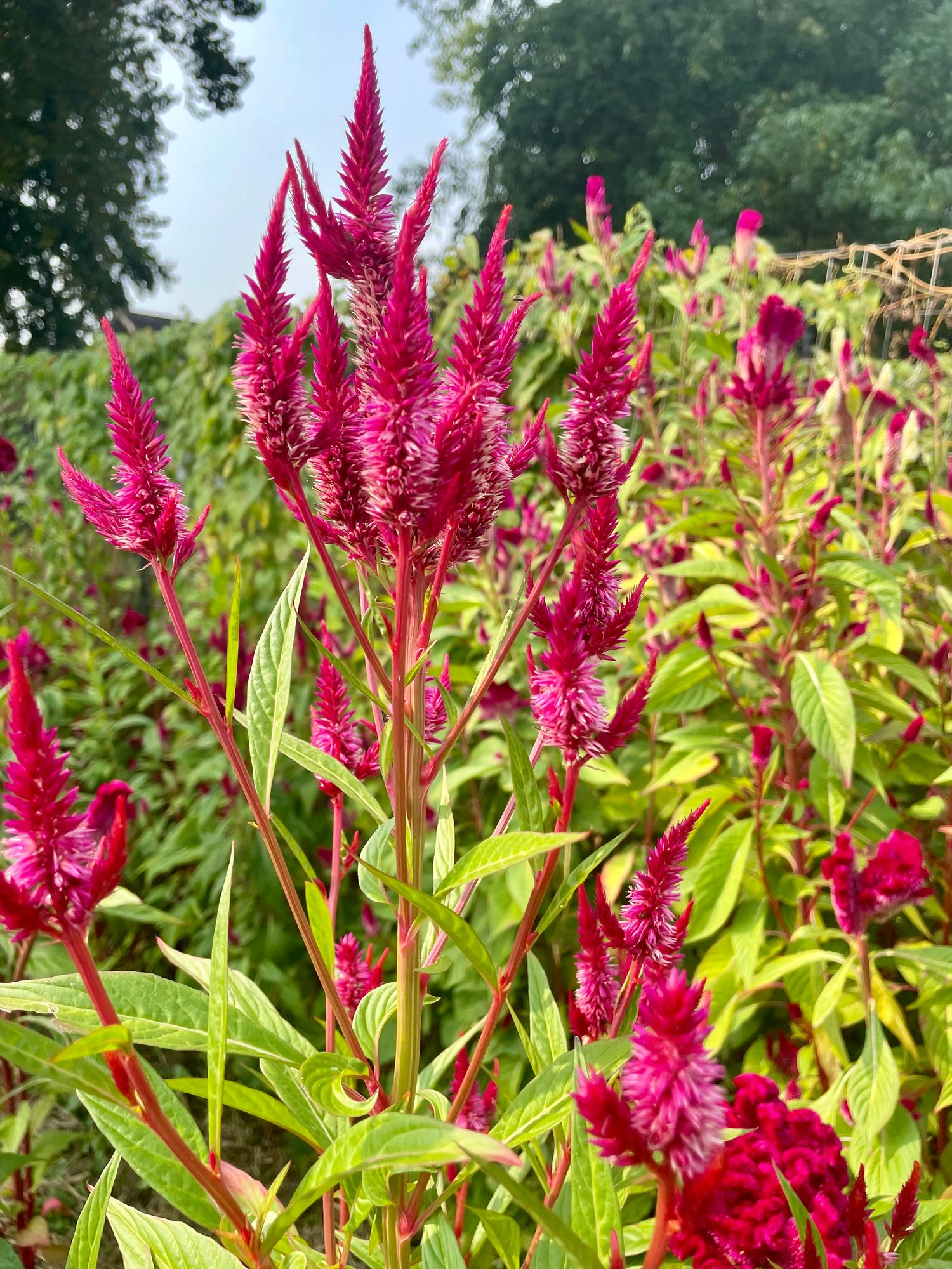 CELOSIA argentea spicata