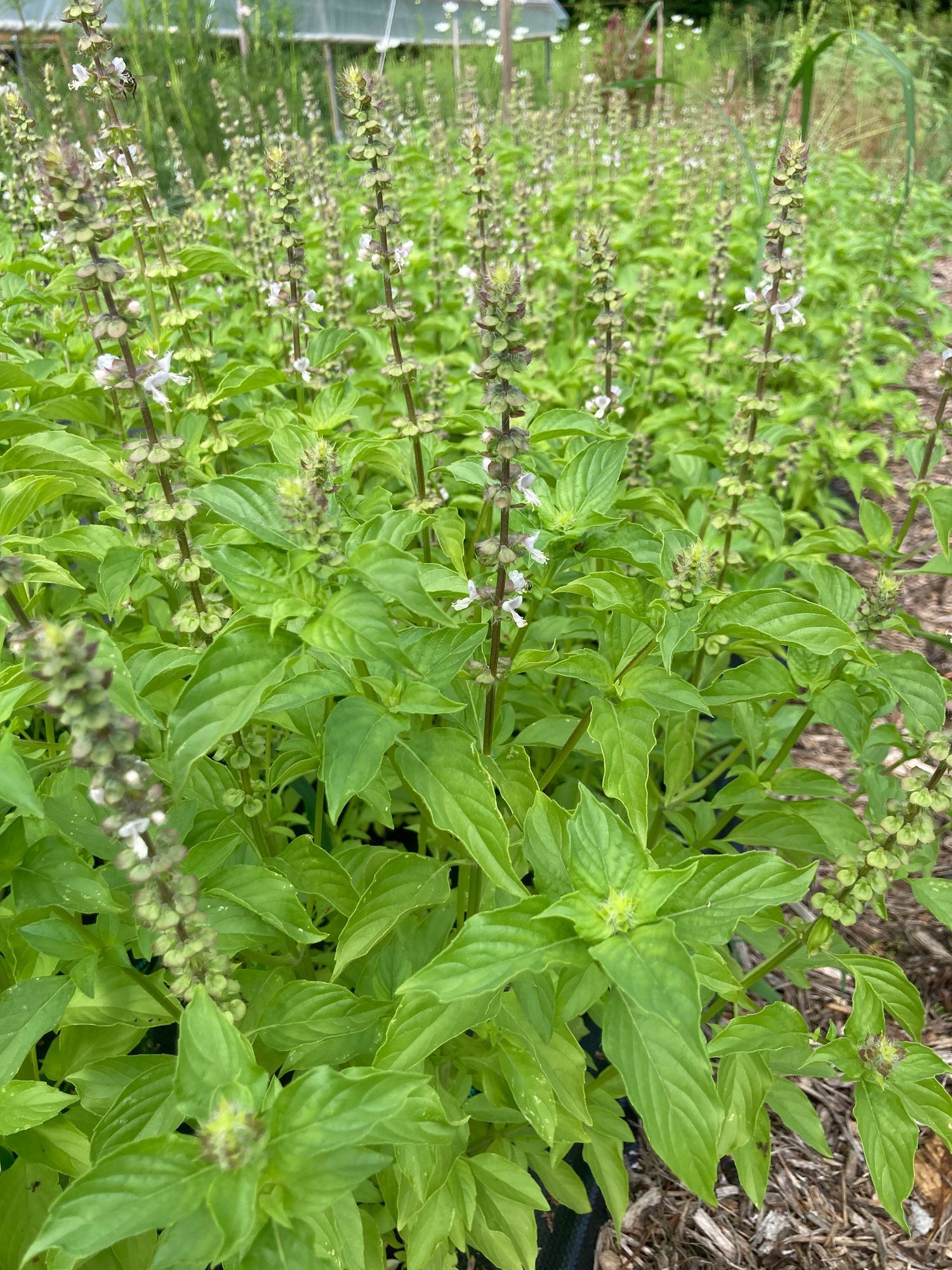 OCIMUM basilicum Citriodora
