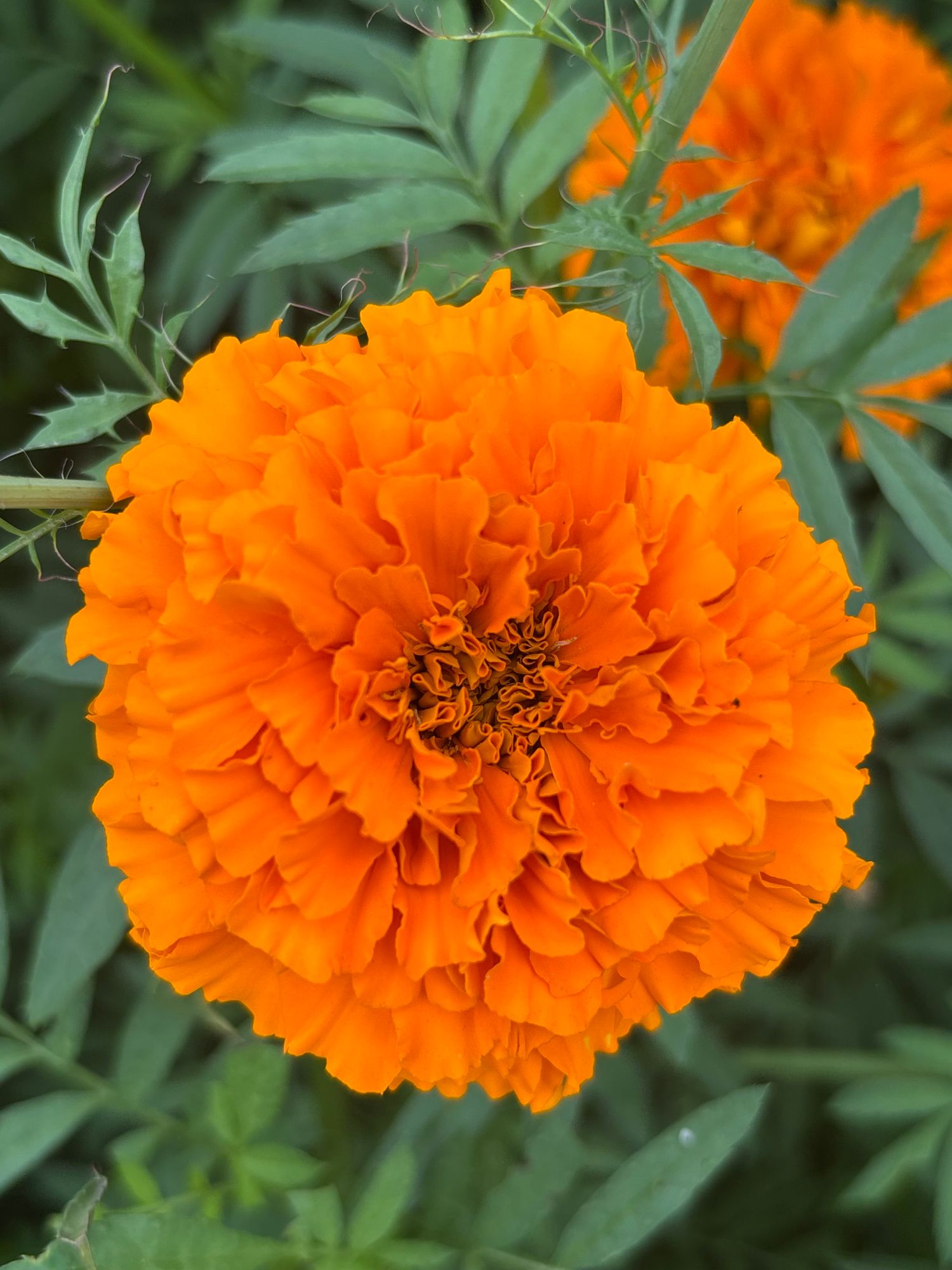 TAGETES erecta