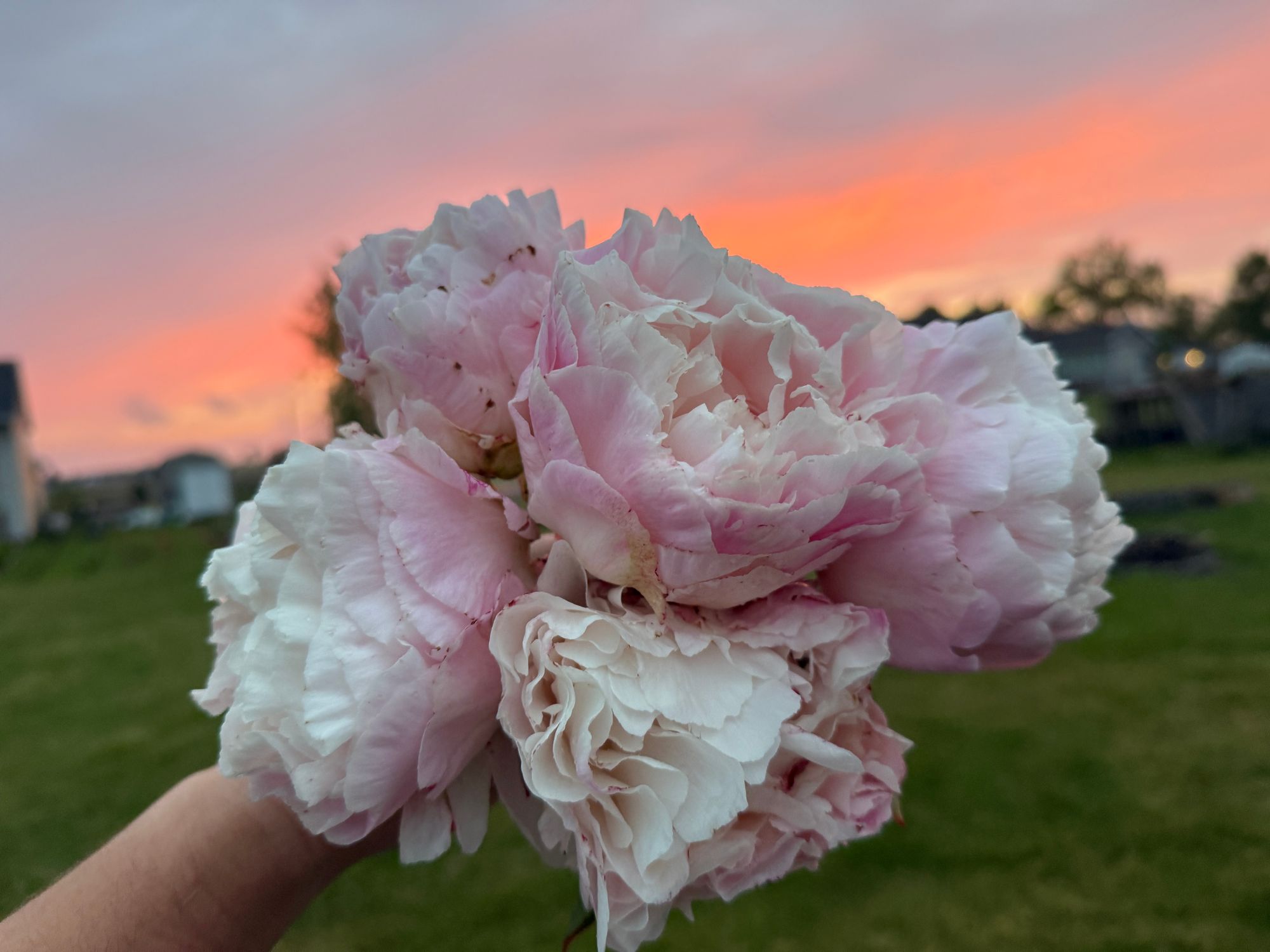 PAEONIA lactiflora Solange