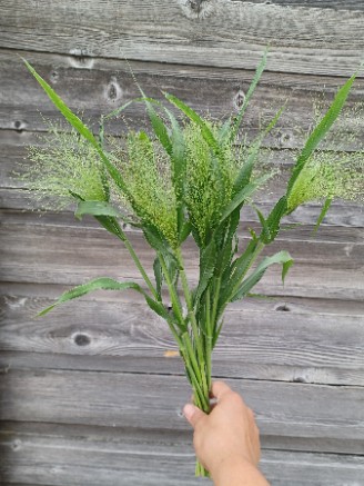 PANICUM elegans