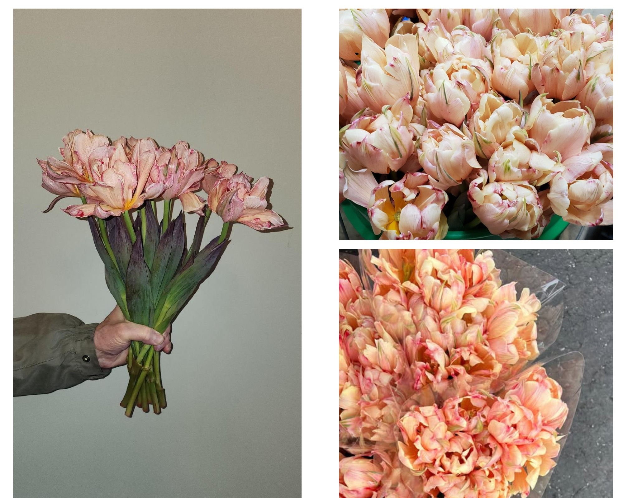 TULIPA