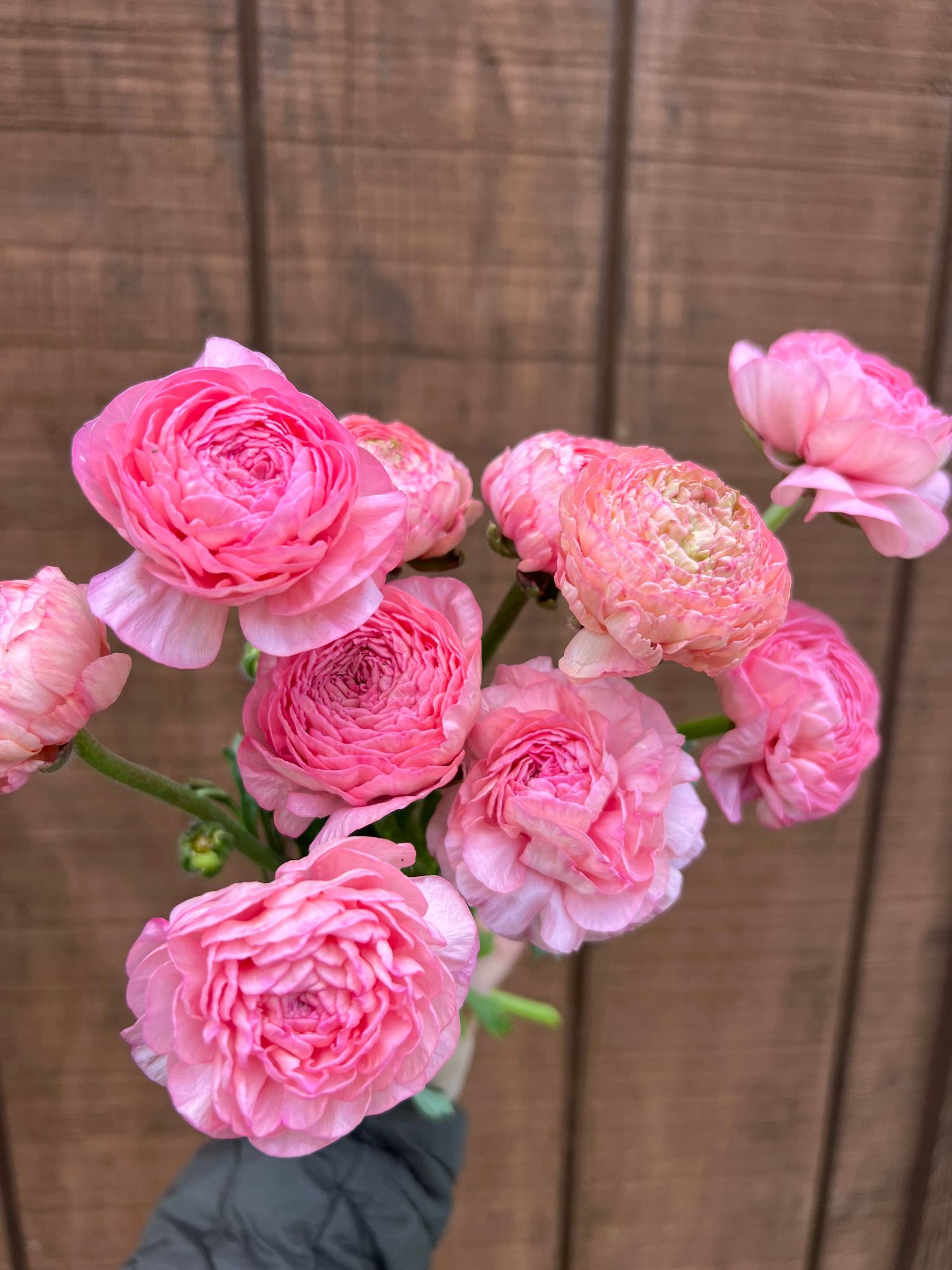 RANUNCULUS