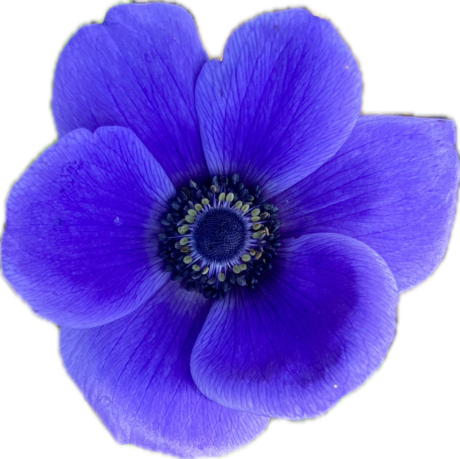 ANEMONE coronaria Carmel Blue