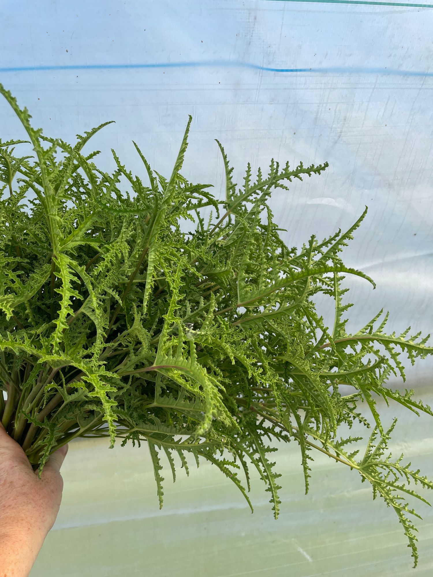 PELARGONIUM denticulatum